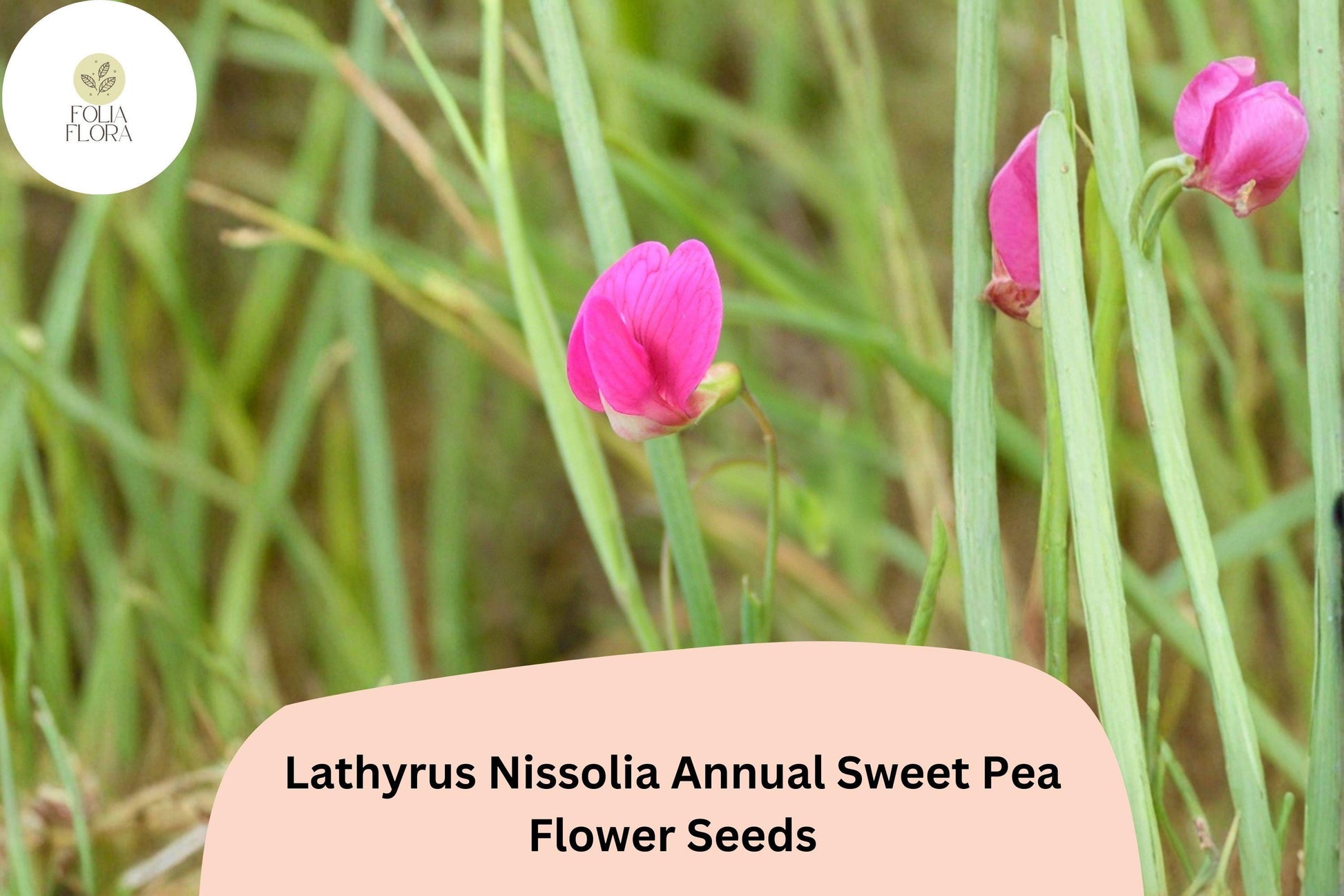 50+ Lathyrus nissolia Seeds | Pink Annual Sweet Pea | Grass Pea Flower for Garden Planting | Easy Grow Ornamental Blooms