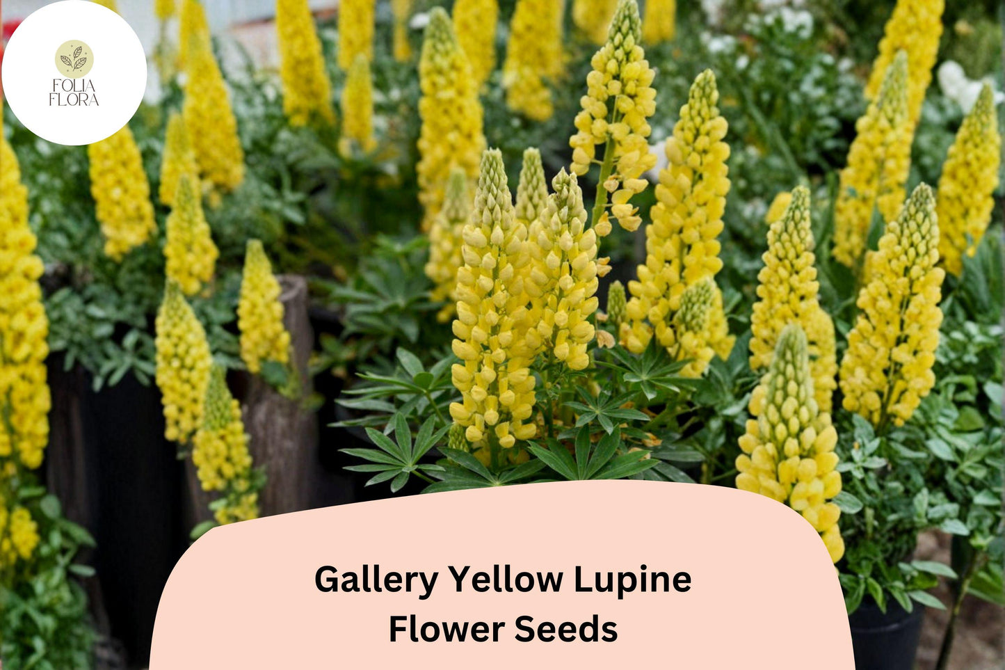 25+ Yellow Lupine Seeds | Gallery Variety | Lupinus Polyphyllus | Perennial Garden Flowers | Attracts Pollinators