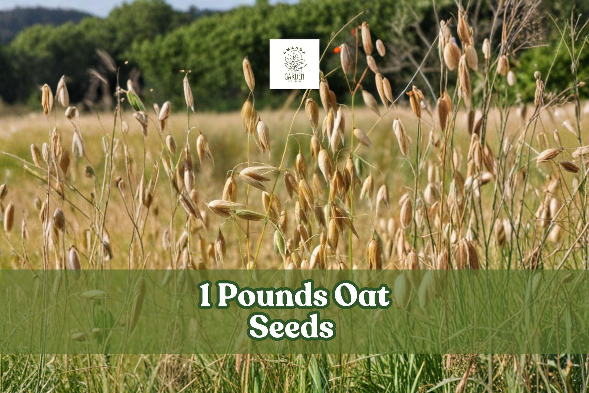 1 Pound Oat Seeds | Avena sativa | Non-GMO Grain for Planting, Cover Crops, and Animal Feed