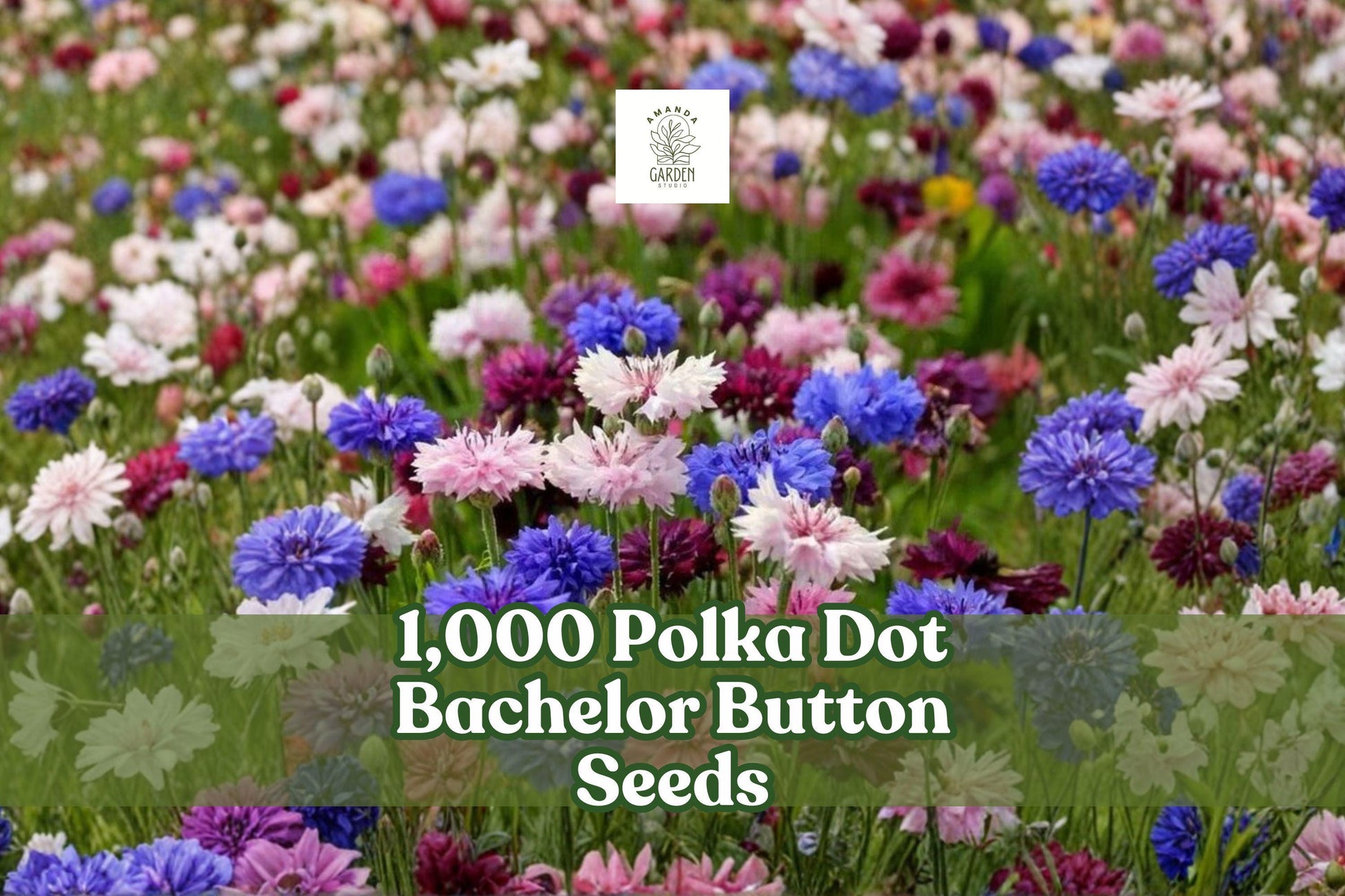 1,000 Polka Dot Bachelor Button Seeds | Mixed Pastel Colors | Centaurea cyanus | Heirloom Non-GMO USA Grown