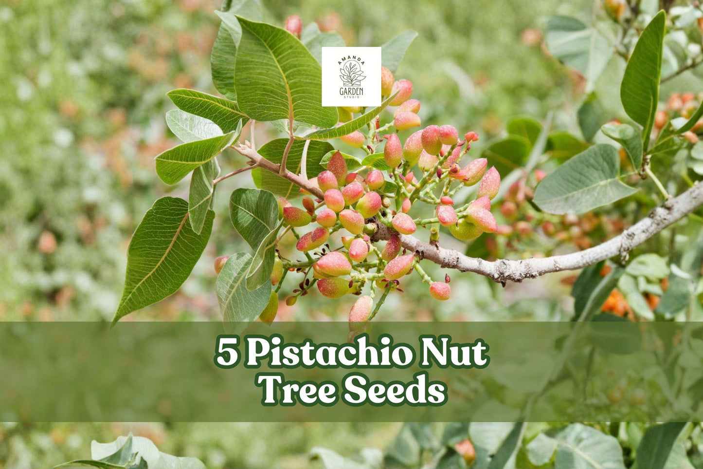 5 Pistachio Nut Tree Seeds | Pistacia vera | Non-GMO, Hardy, Drought-Tolerant Seeds for Warm Climates | Perfect for Orchards