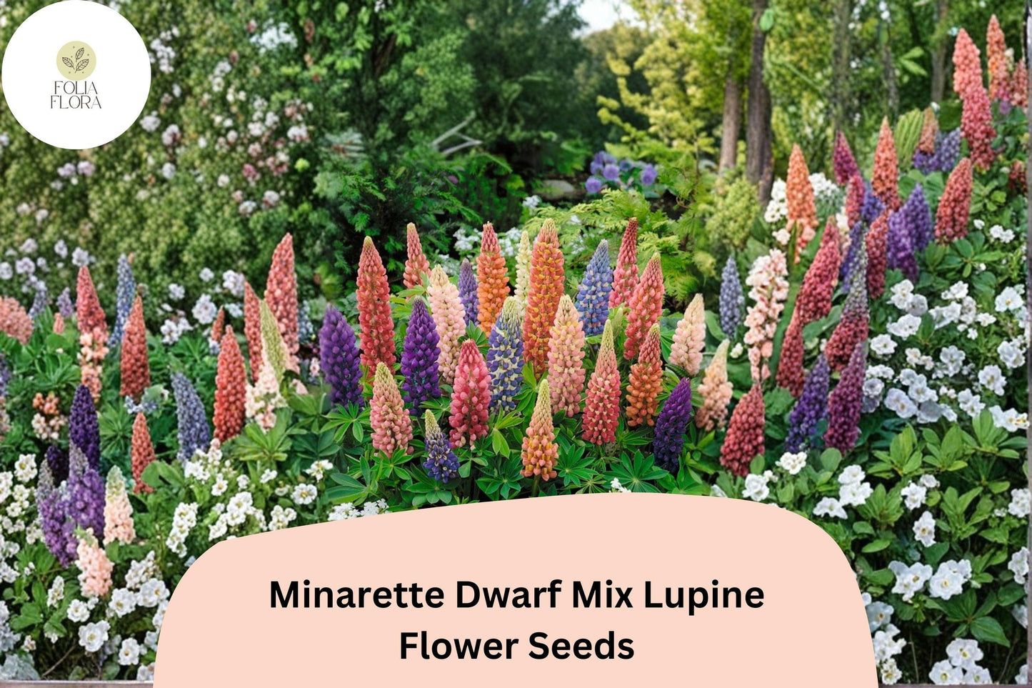 25+ Minarette Dwarf Mix Lupine Seeds | Compact Multi-Color Blooms | Lupinus spp. | Ideal for Borders & Containers