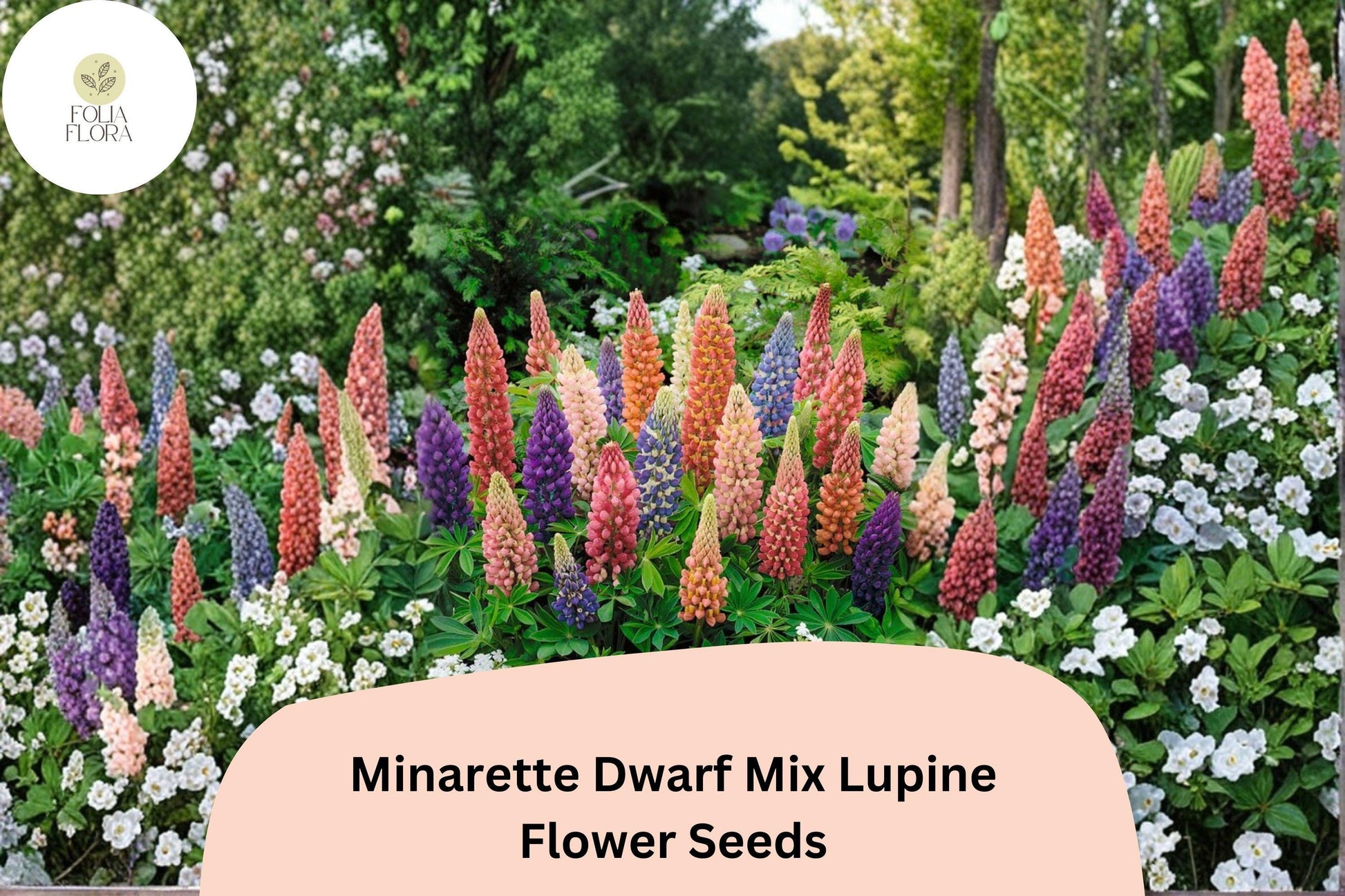 25+ Minarette Dwarf Mix Lupine Seeds | Compact Multi-Color Blooms | Lupinus spp. | Ideal for Borders & Containers