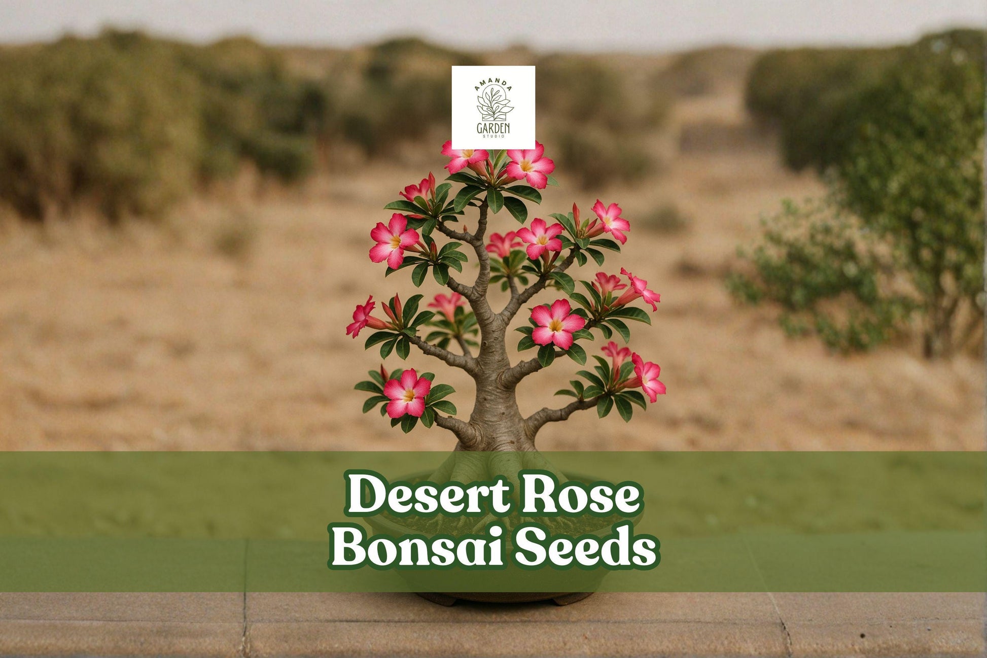 10 Desert Rose Seeds | Multicolor Adenium Obesum | Drought Tolerant Flowering Bonsai | Easy to Grow Succulent