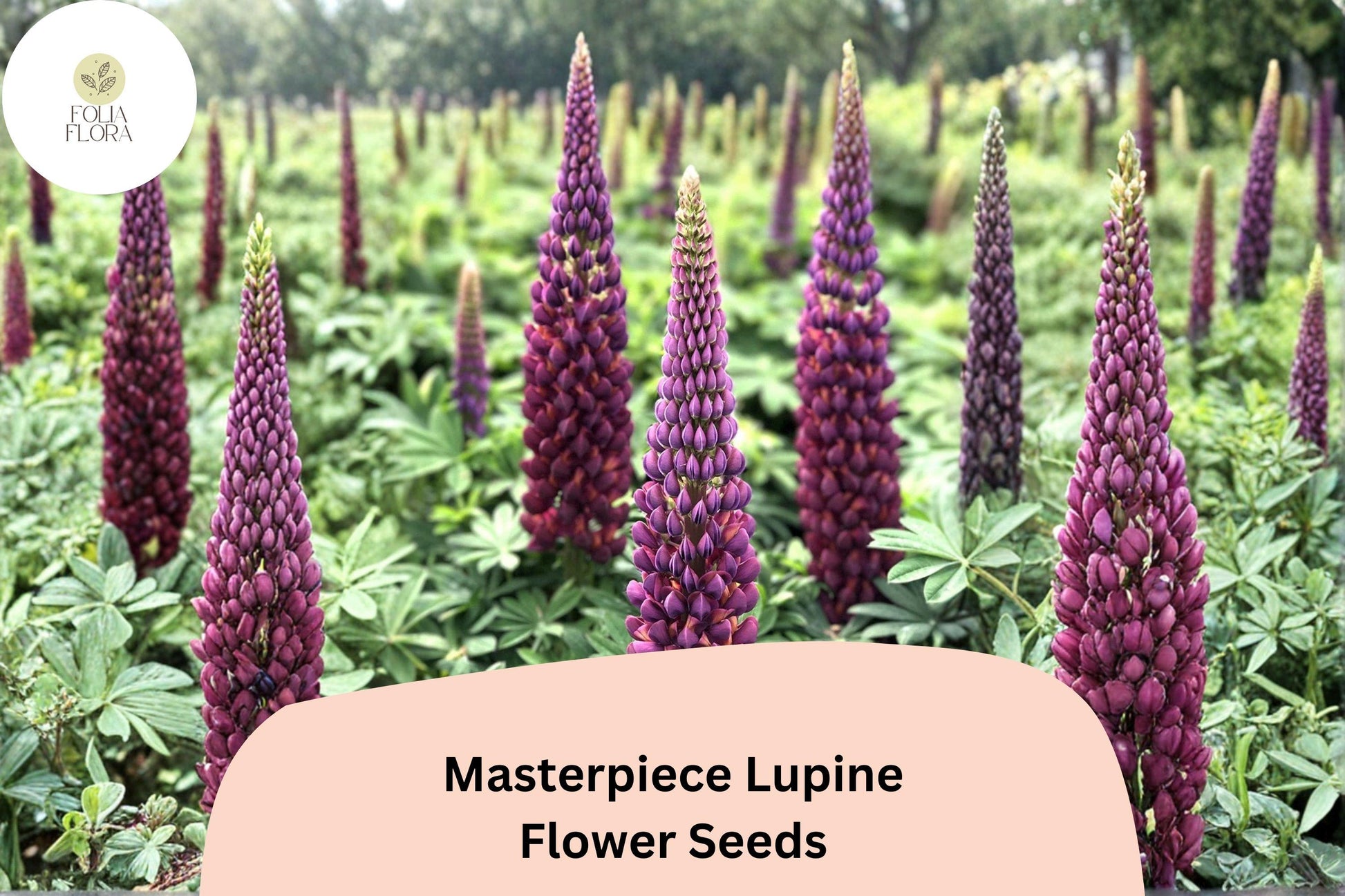 25+ Masterpiece Lupine Seeds | Deep Purple Flower Spikes | Lupinus spp. | Perfect for Gardens & Pollinator Attracting