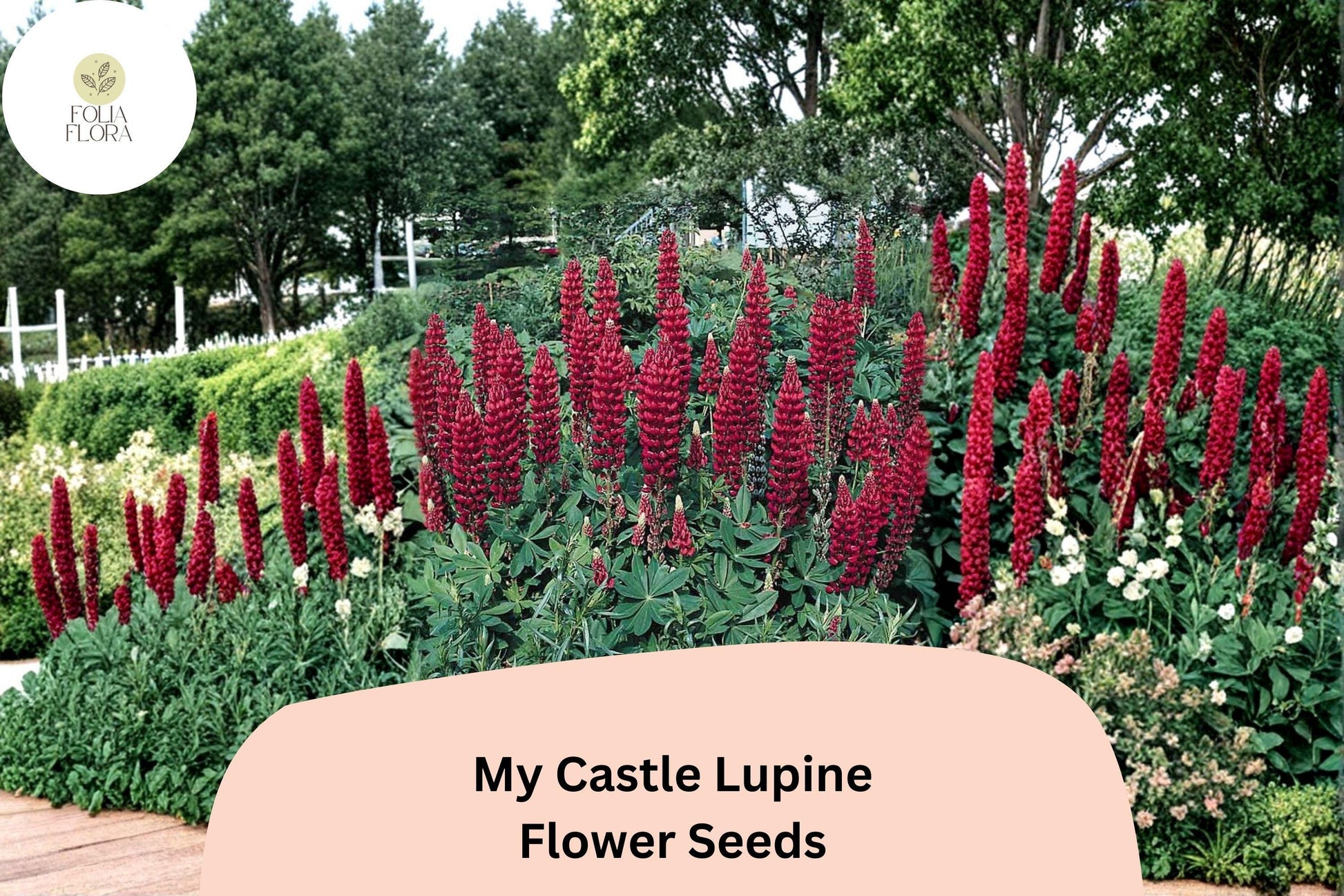 My Castle Lupine Seeds | 25+ Deep Red Flower Seeds | Lupinus spp. | Vibrant Blooms for Cottage Gardens & Pollinator Spaces