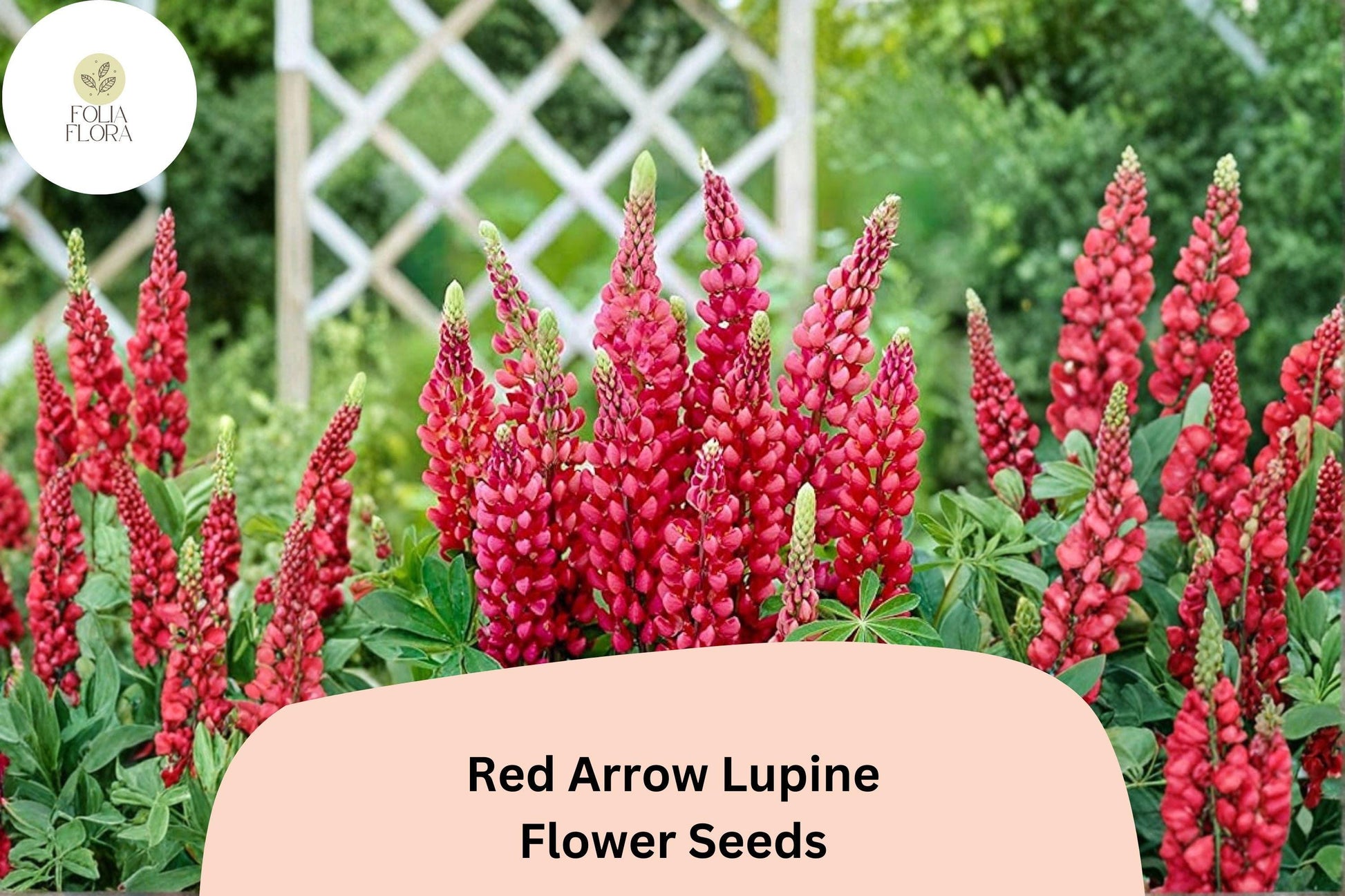 25+ Red Arrow Lupine Seeds | Red Flower Spikes | Lupinus spp. | Vibrant Spring Blooms for Cottage Gardens and Pollinator Areas