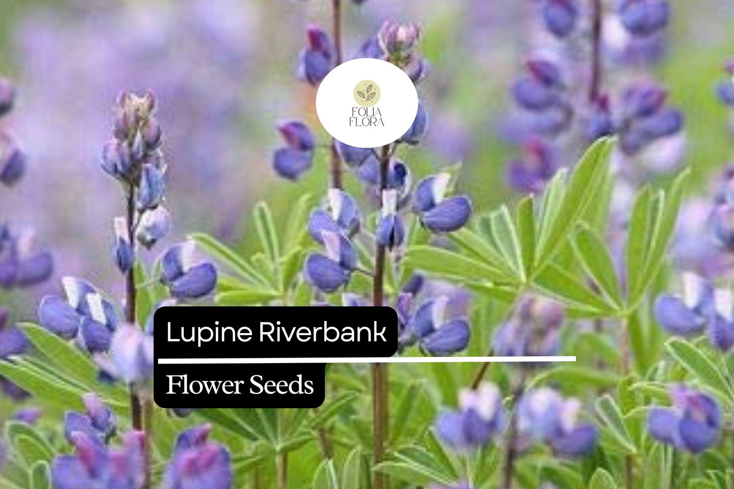 Riverbank Lupine Seeds | 25+ Blue Flower Spikes | Lupinus spp. | Ideal for Cottage Gardens & Pollinator Areas
