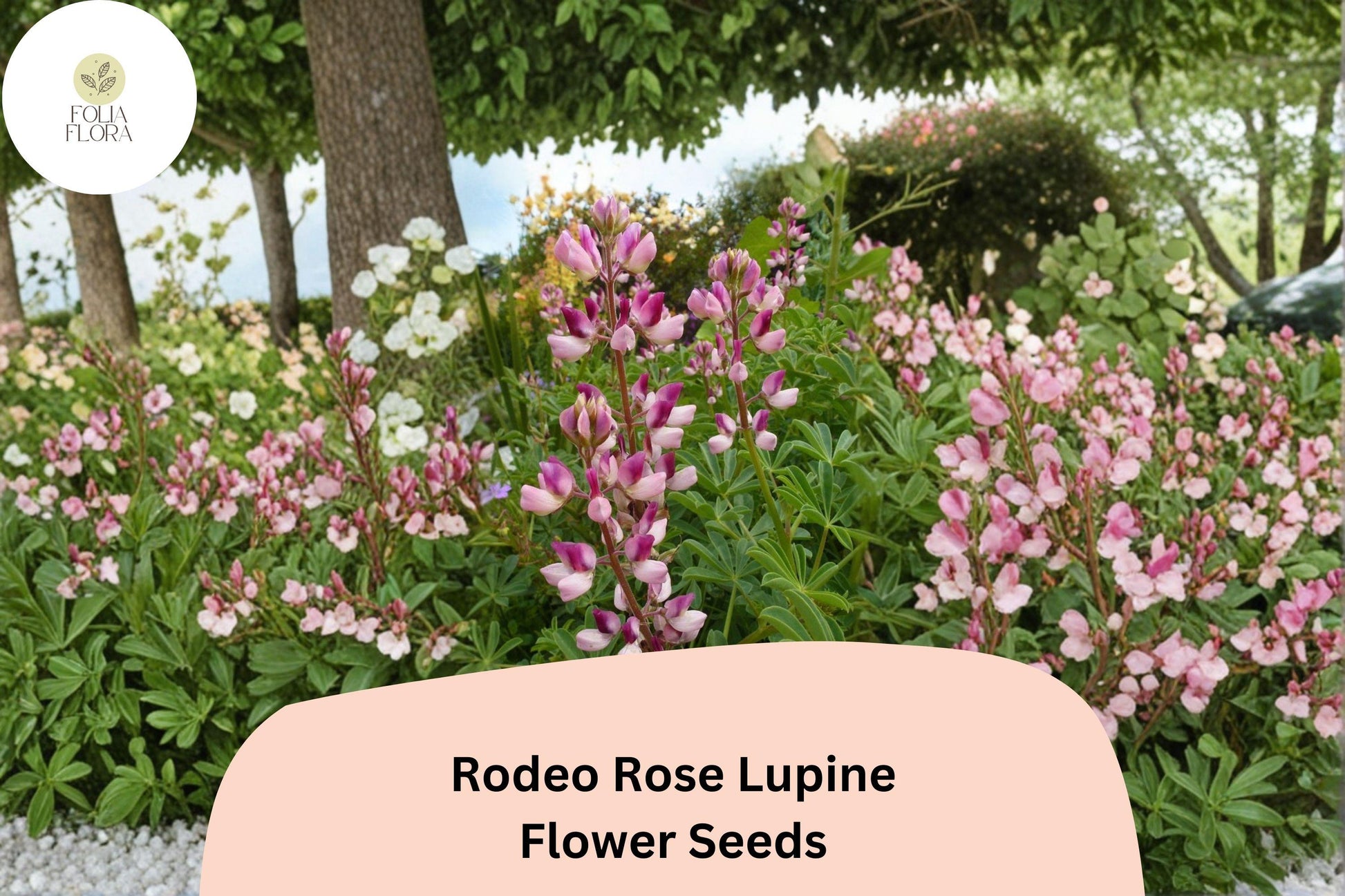Rodeo Rose Lupine Seeds - 25+ Pink-Red Flower Spikes | Lupinus spp. | Vibrant Blooms for Cottage Gardens & Pollinator Spaces