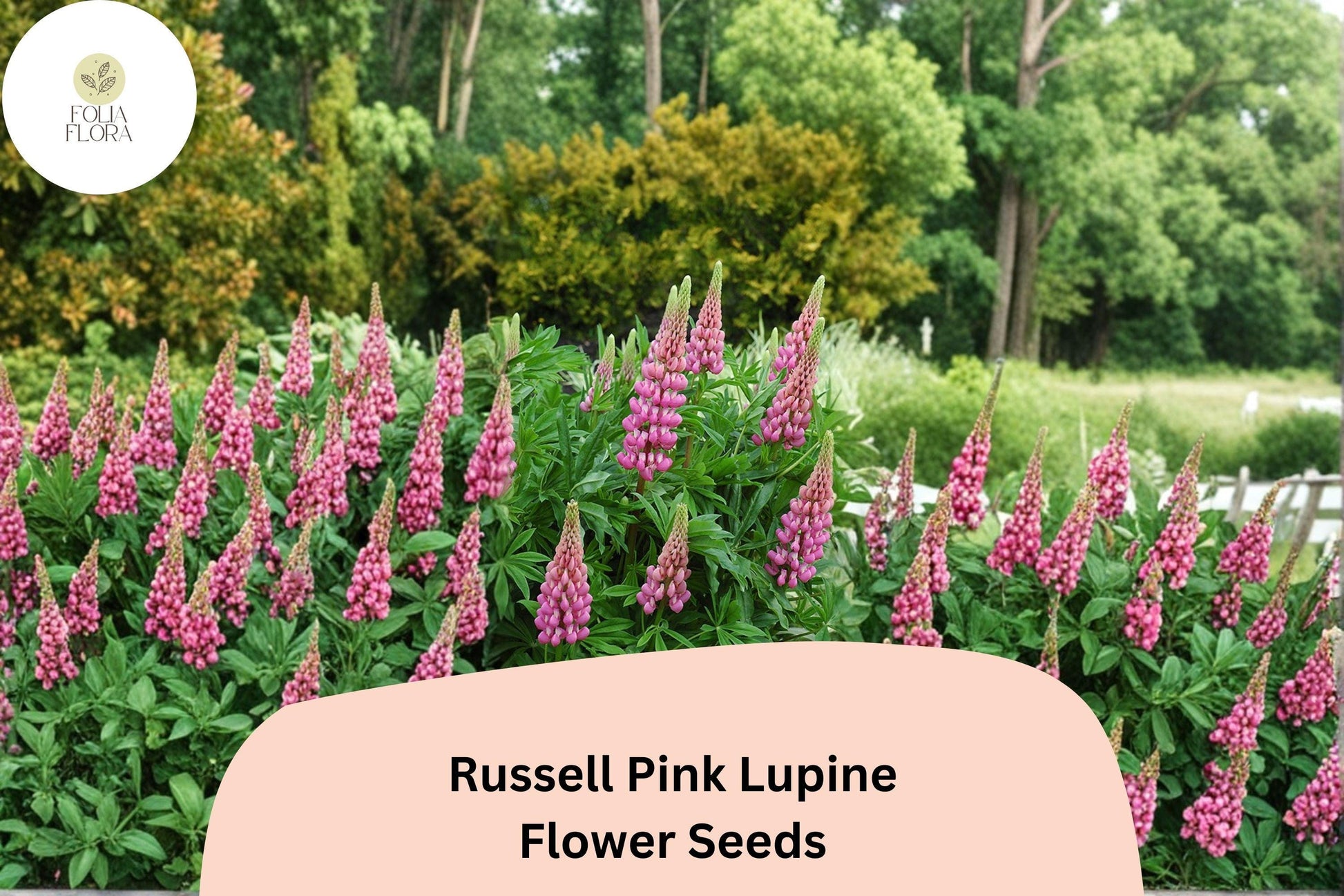 25+ Russell Pink Lupine Seeds | Pink Flower Spikes | Lupinus polyphyllus | Cottage Garden Perennial