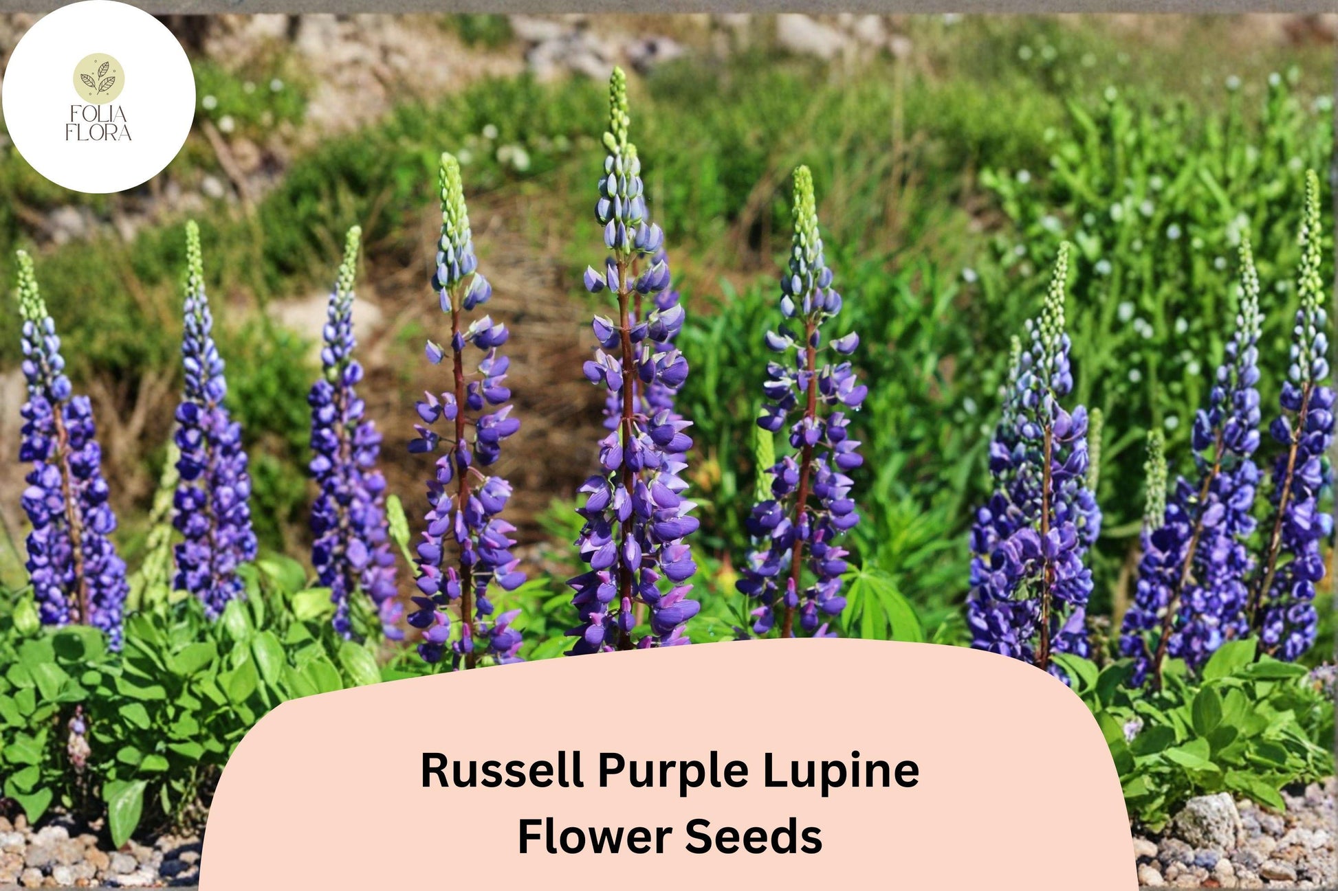 25+ Russell Purple Lupine Seeds | Purple Flower Spikes | Lupinus polyphyllus | Perennial Garden Planting