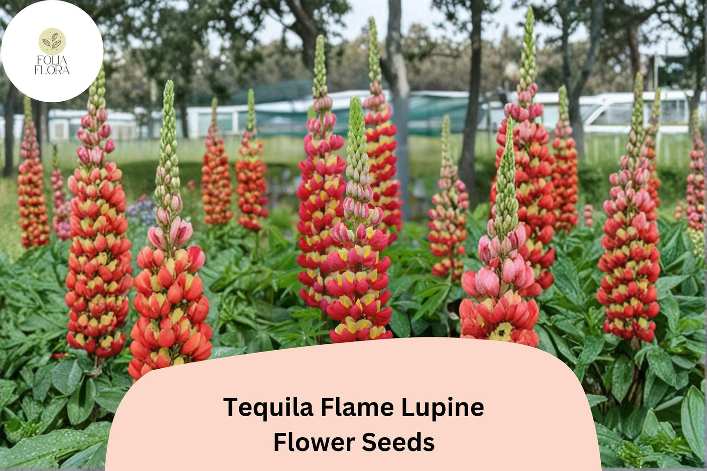 Tequila Flame Lupine Seeds | 25+ Fiery Red-Yellow Spiked Blooms | Lupinus spp. | Hardy Perennial for Pollinator Gardens