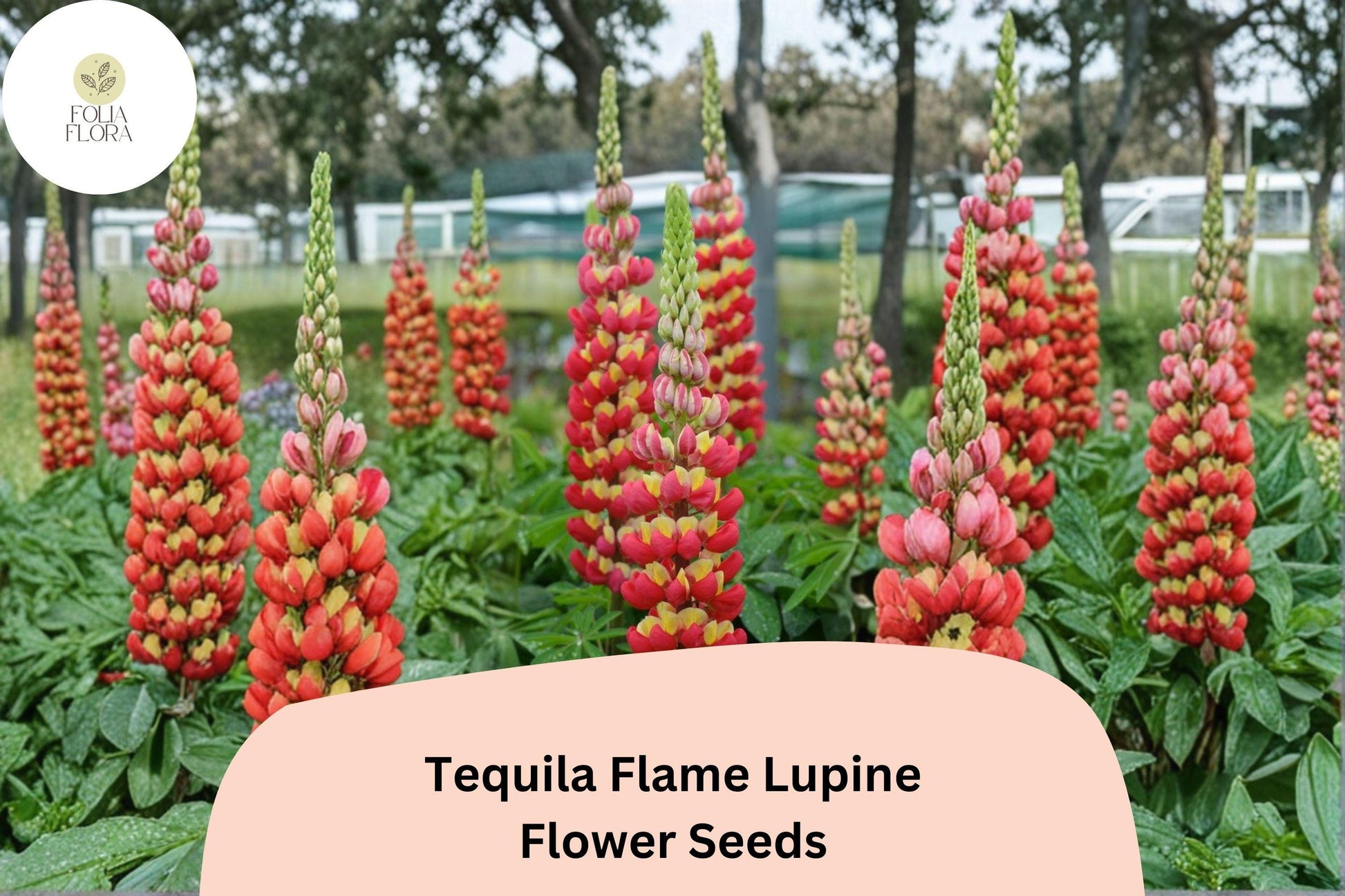Tequila Flame Lupine Seeds | 25+ Fiery Red-Yellow Spiked Blooms | Lupinus spp. | Hardy Perennial for Pollinator Gardens