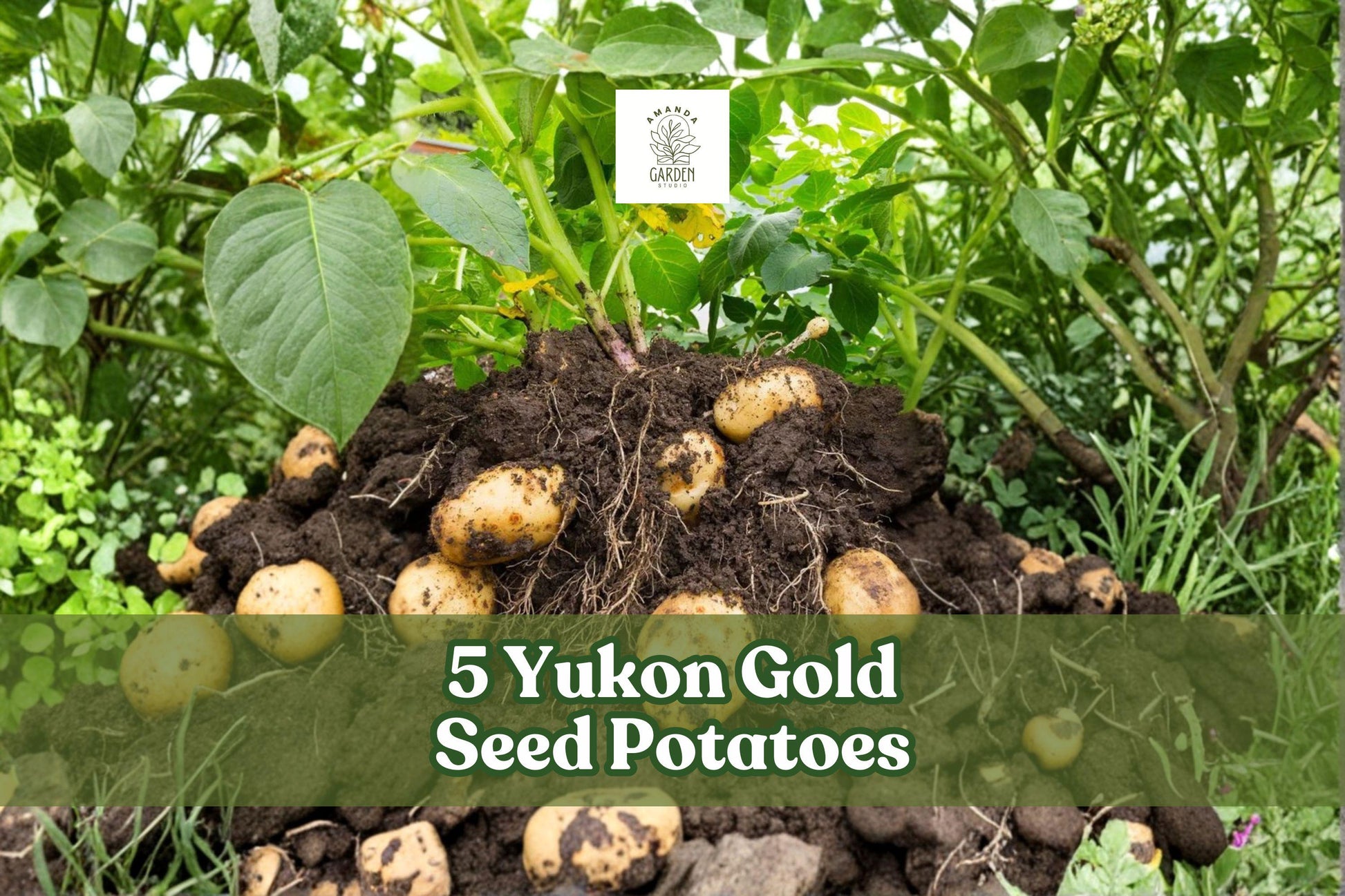 Yukon Gold Seed Potatoes - 5 Non-GMO Starter Tubers (Solanum tuberosum) for Easy Growing, High-Yield Vegetable Crop