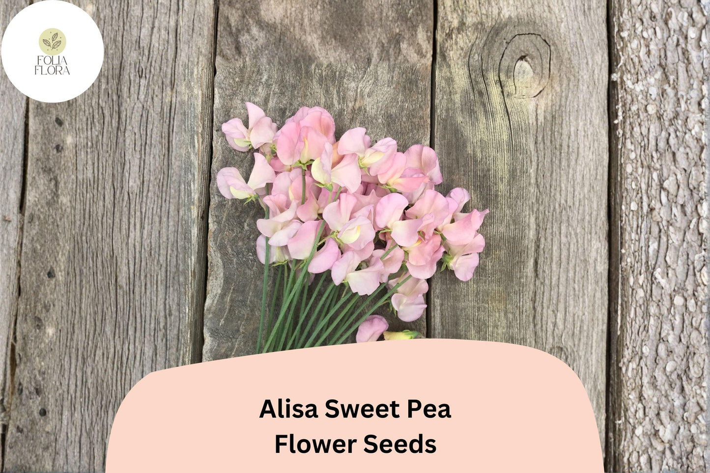 Alisa Sweet Pea Seeds - 50+ Lathyrus odoratus - Fragrant Pink Climbing Flowers for Garden Planting & Cut-Flower Arrangements