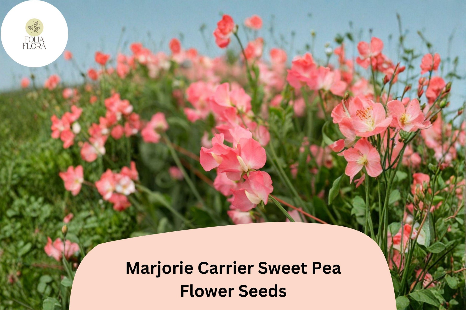 50+ Sweet Pea Seeds | Pink Climbing Flowers | Lathyrus odoratus | Fragrant Marjorie Carrier Variety for Gardens & Bouquets