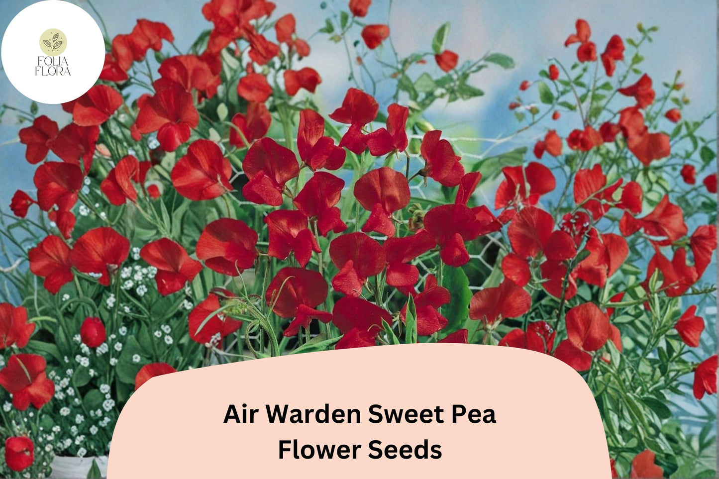50+ Air Warden Sweet Pea Seeds | Lathyrus odoratus | Fragrant Red Climbing Annual for Garden Planting and Bouquets