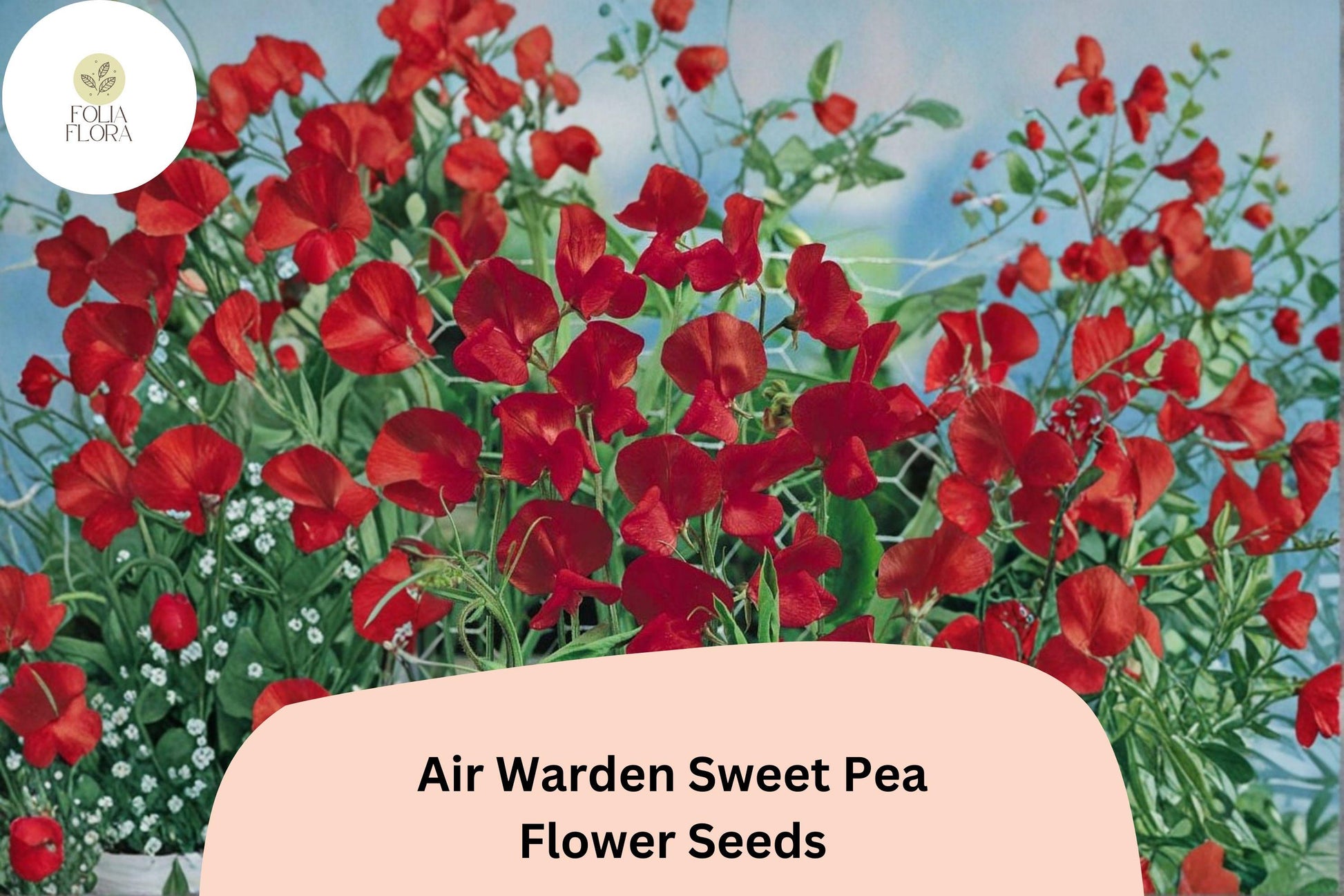 50+ Air Warden Sweet Pea Seeds | Lathyrus odoratus | Fragrant Red Climbing Annual for Garden Planting and Bouquets