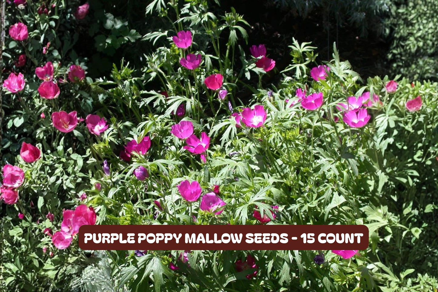 Winding Mariposa Lily Seeds 30 Pack | Calochortus Tuberosus | White Pink Flowers | Wildflower Garden Planting
