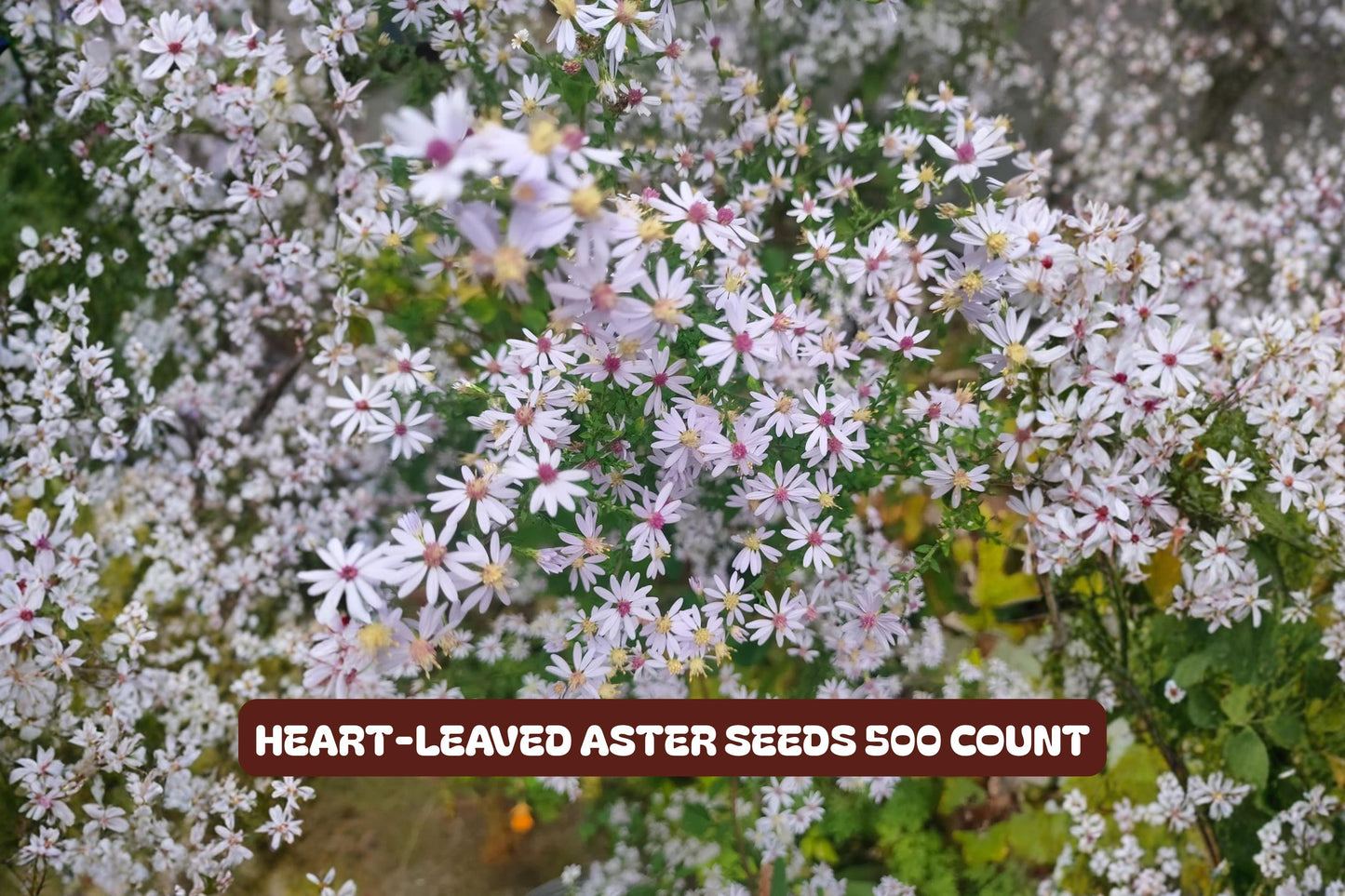 Calico Aster Seeds 100 Pack - Bicolor Wildflower - Symphyotrichum lateriflorum - Attracts Butterflies, Easy to Grow