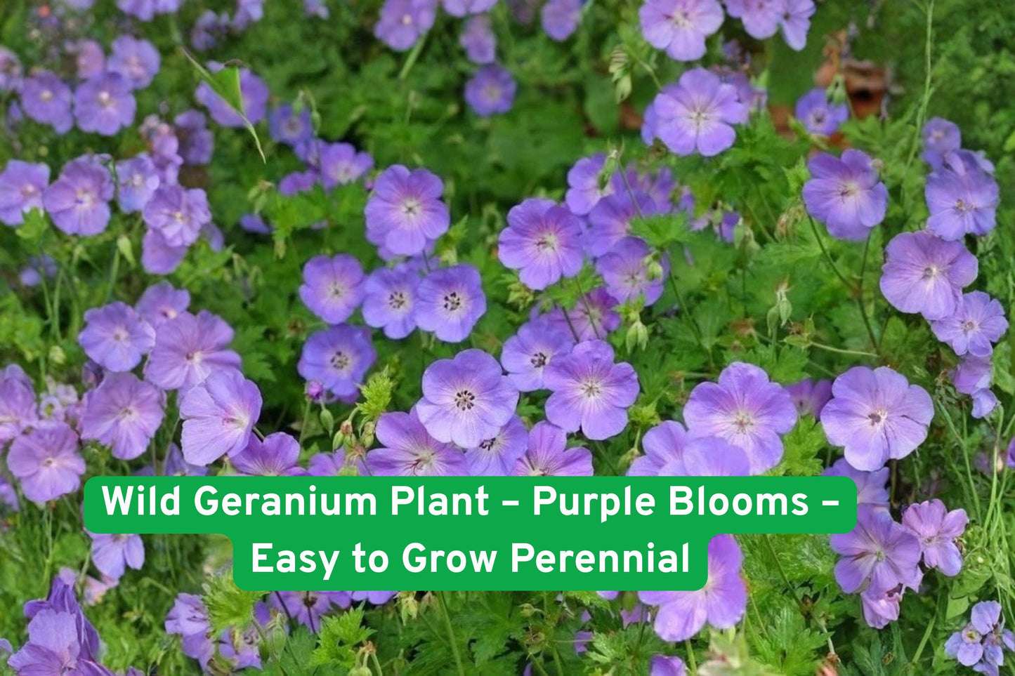 Wild Geranium Plant - Purple Blooms - Easy to Grow Perennial - Geranium maculatum - Hardy for Pollinator & Cottage Gardens