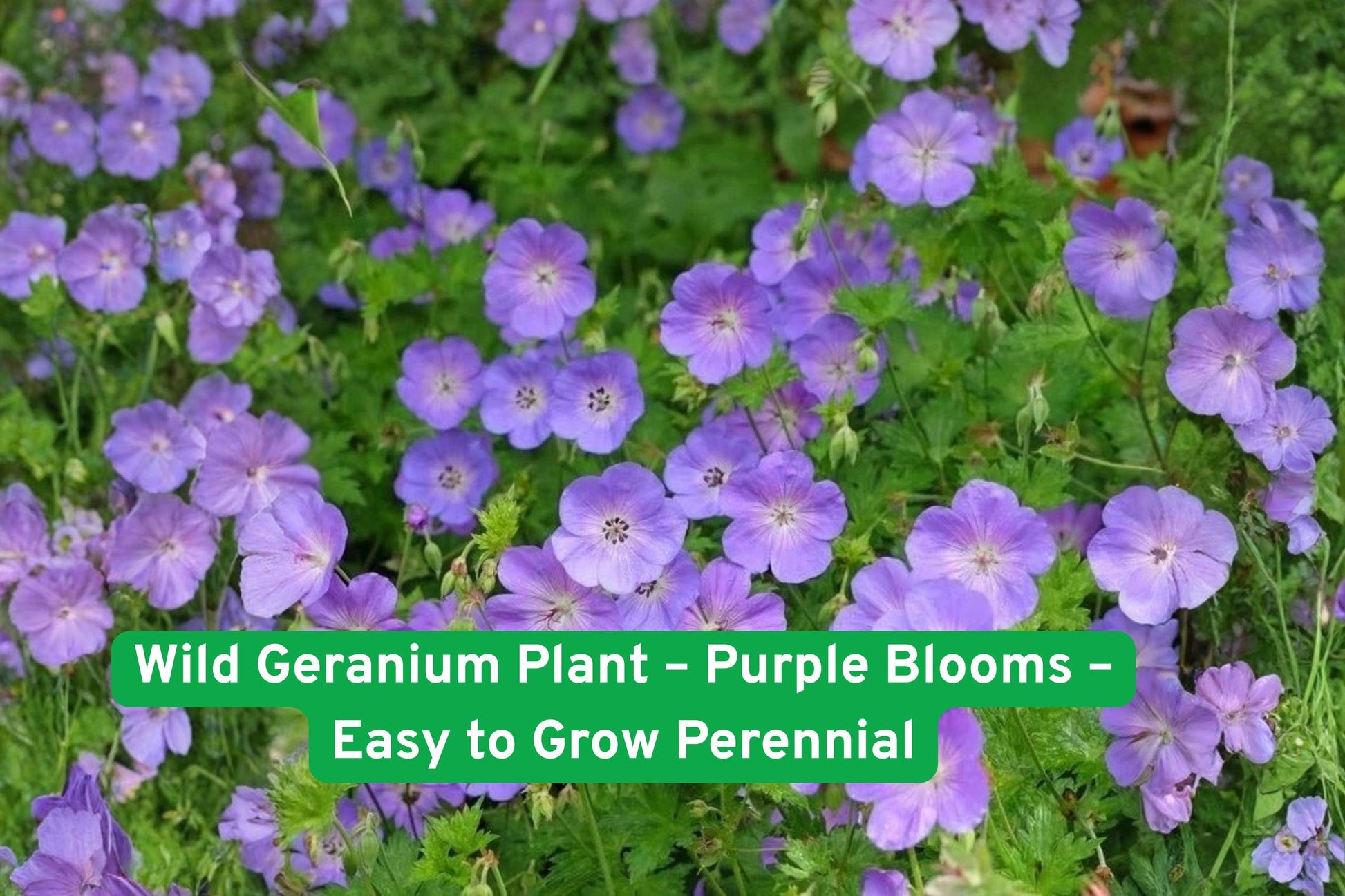 Wild Geranium Plant - Purple Blooms - Easy to Grow Perennial - Geranium maculatum - Hardy for Pollinator & Cottage Gardens