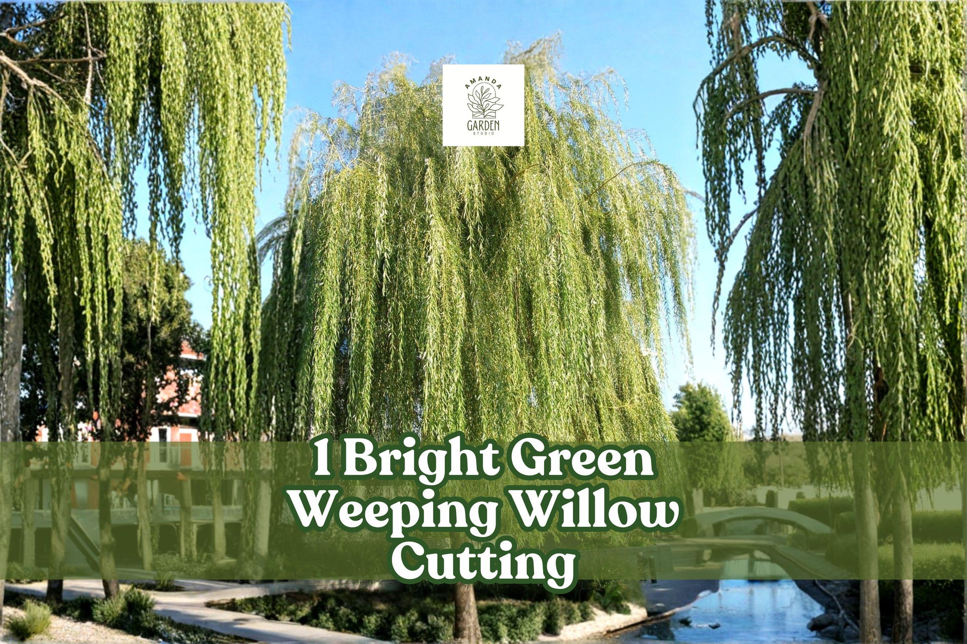 1 Live Rooted Bright Green Weeping Willow Cutting | Salix babylonica | Fast-Growing Ornamental Shade Tree