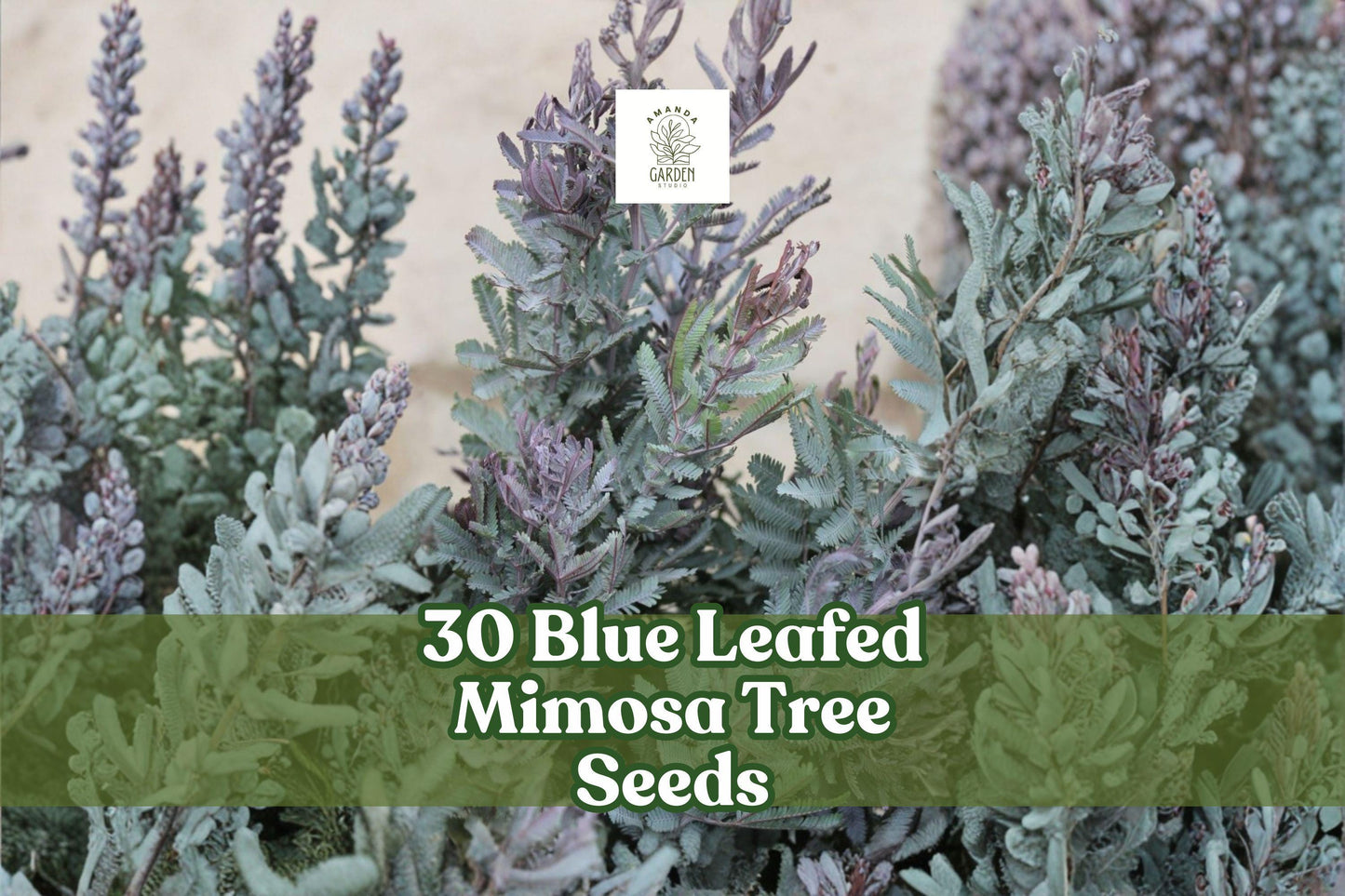 30 Blue Leafed Mimosa Tree Seeds | Acacia baileyana Purpurea | Drought-Tolerant Ornamental Tree for Gardens & Bonsai