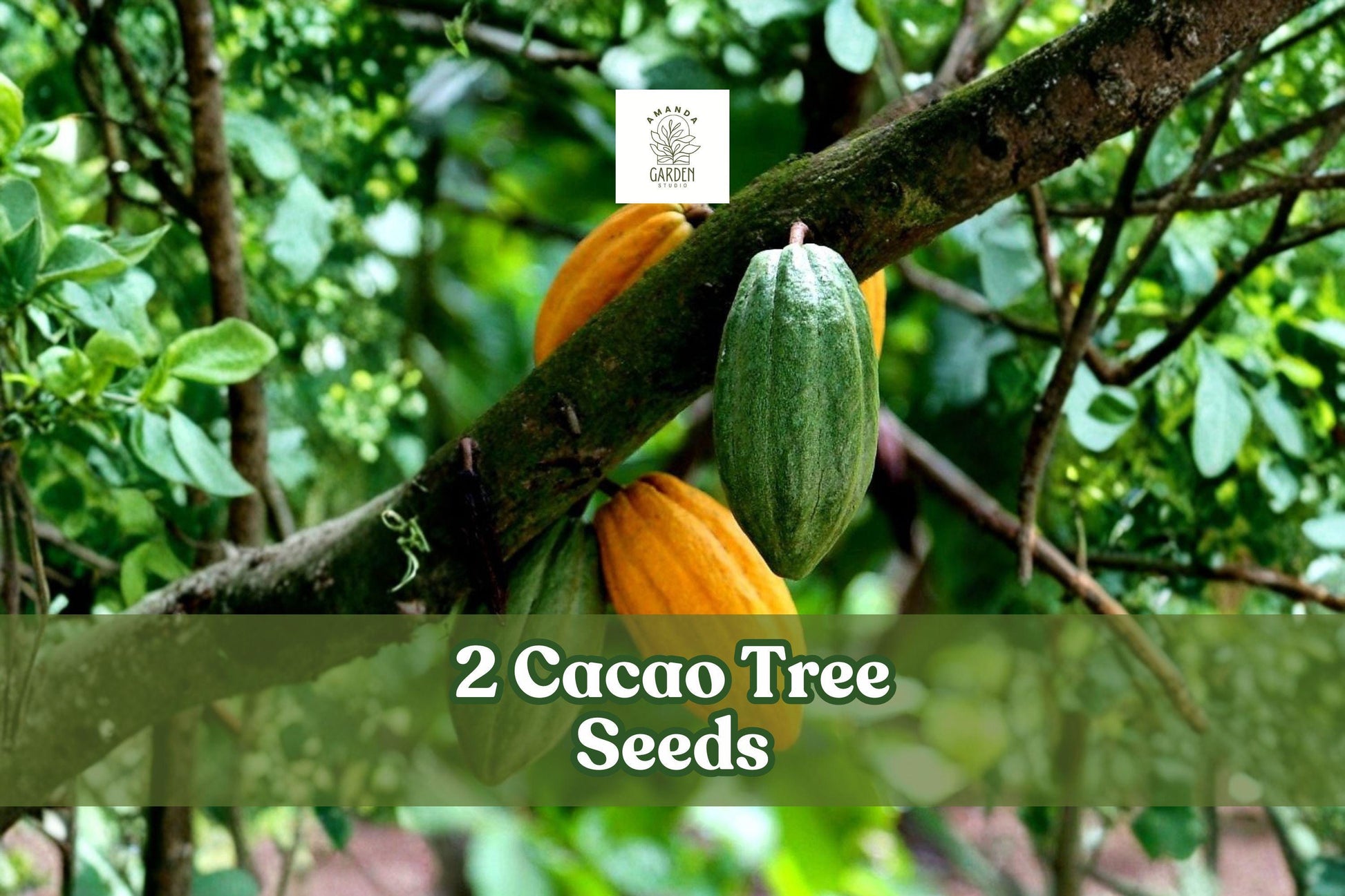 Cacao Tree Seeds | 2 Non-GMO Fresh Seeds | Rare Tropical Theobroma Cacao | Grow Your Own Cocoa Plant