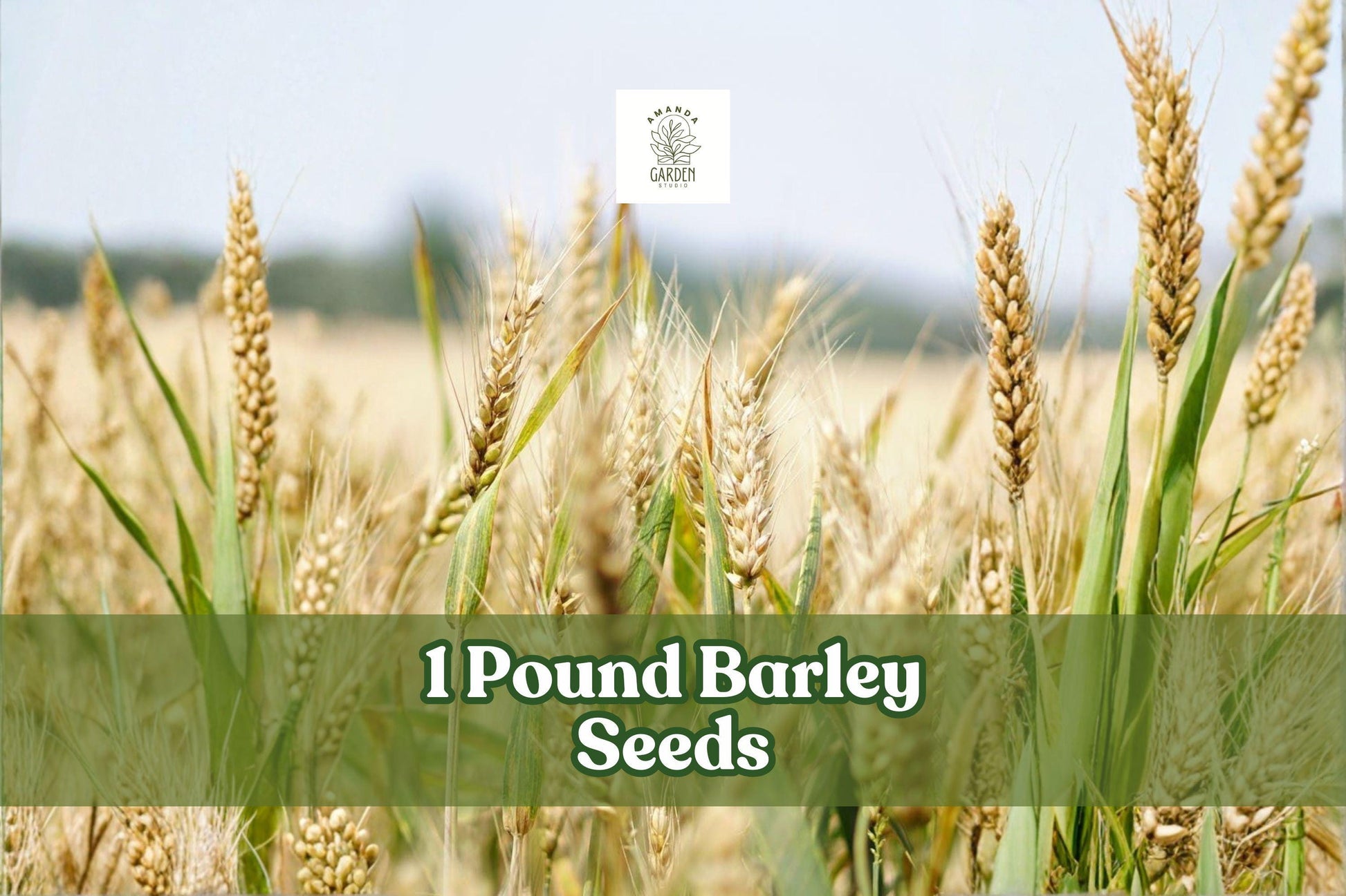 1 Pound Barley Seeds | Whole Non-GMO Grain | Juicing, Sprouting & Brewing | Hordeum vulgare