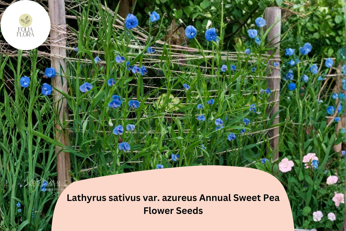 50+ Lathyrus sativus var. azureus Seeds | Blue Annual Sweet Pea for Garden Planting | Azure Blooms | Easy to Grow