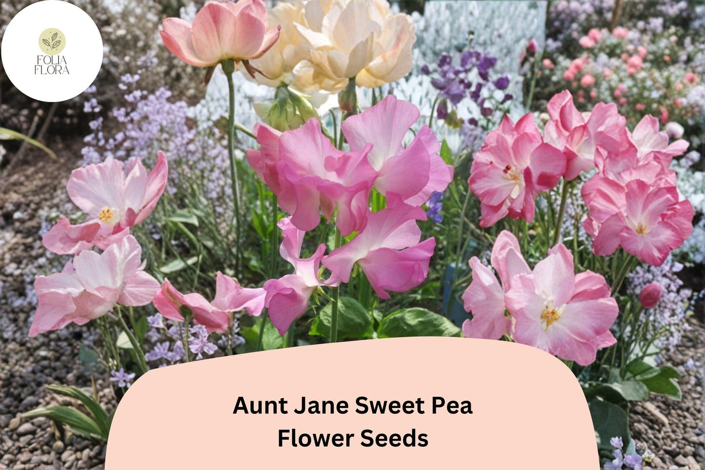 50+ Aunt Jane Sweet Pea Seeds | Pink Heirloom Flower Seeds | Lathyrus odoratus | Easy to Grow Annual Climbing Vine
