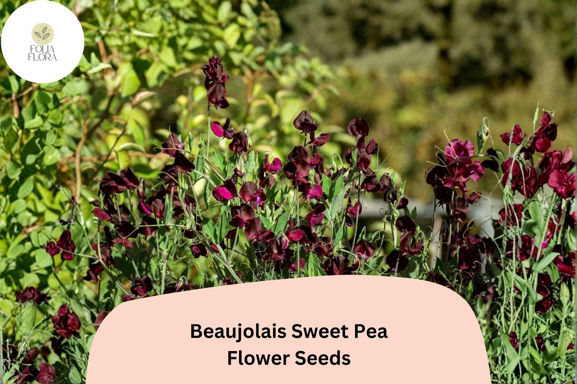 Beaujolais Sweet Pea Seeds - 50+ Deep Maroon Annual Flower Seeds for Planting - Lathyrus odoratus - Climbing Vine for Gardens