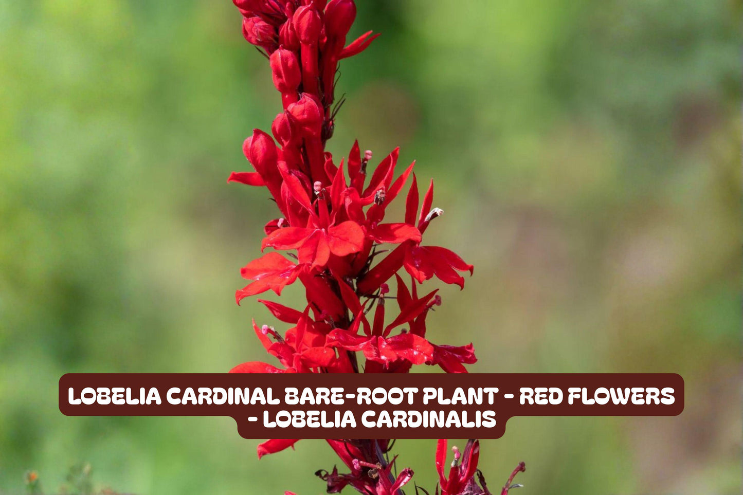 Lobelia Cardinal Bare-root Plant - Red Flowers - Lobelia cardinalis - Easy to Grow Perennial for Garden & Borders