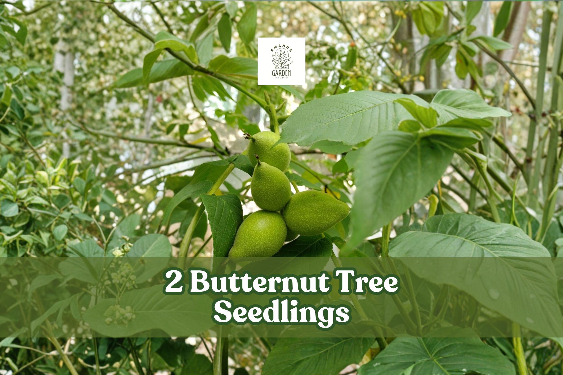 2 Butternut Tree Seedlings | Juglans cinerea | Hardy White Walnut Nut Trees for Planting | Non-GMO, Pesticide-Free