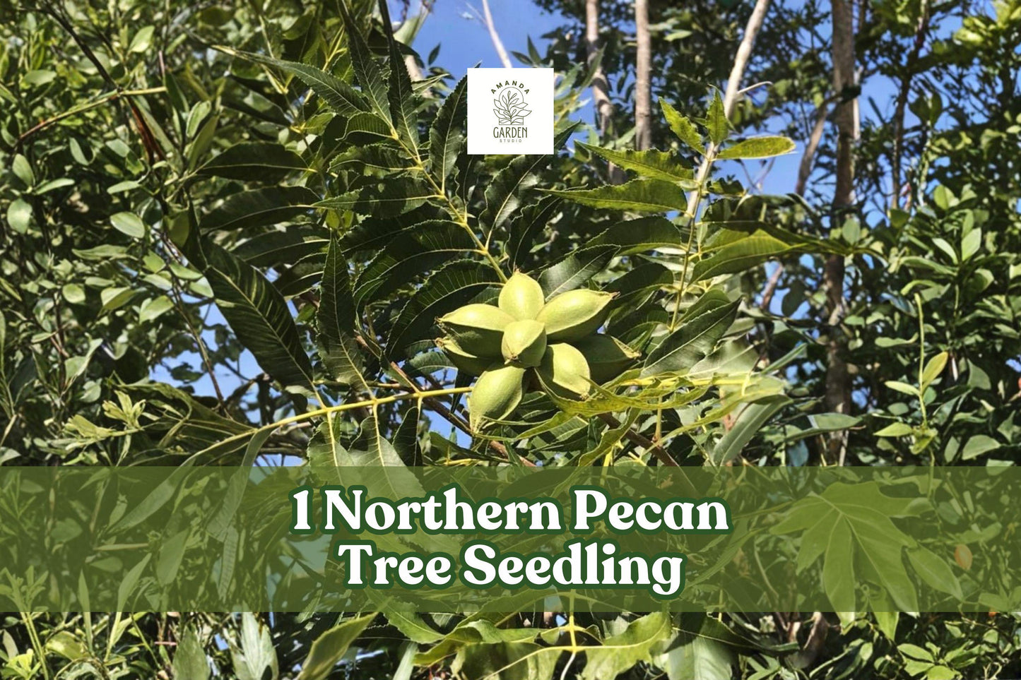 Northern Pecan Tree Seedling | 1 Live Carya illinoinensis | Hardy Nut Tree for Shade & Nut Production