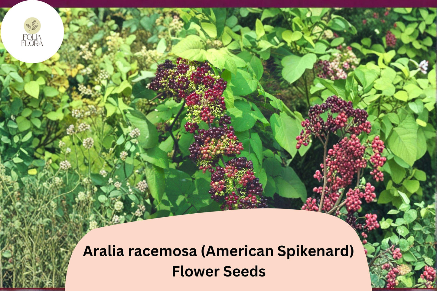 50+ Aralia racemosa Seeds | American Spikenard | Native Woodland Perennial for Shade Gardens | Pollinator Friendly Seeds