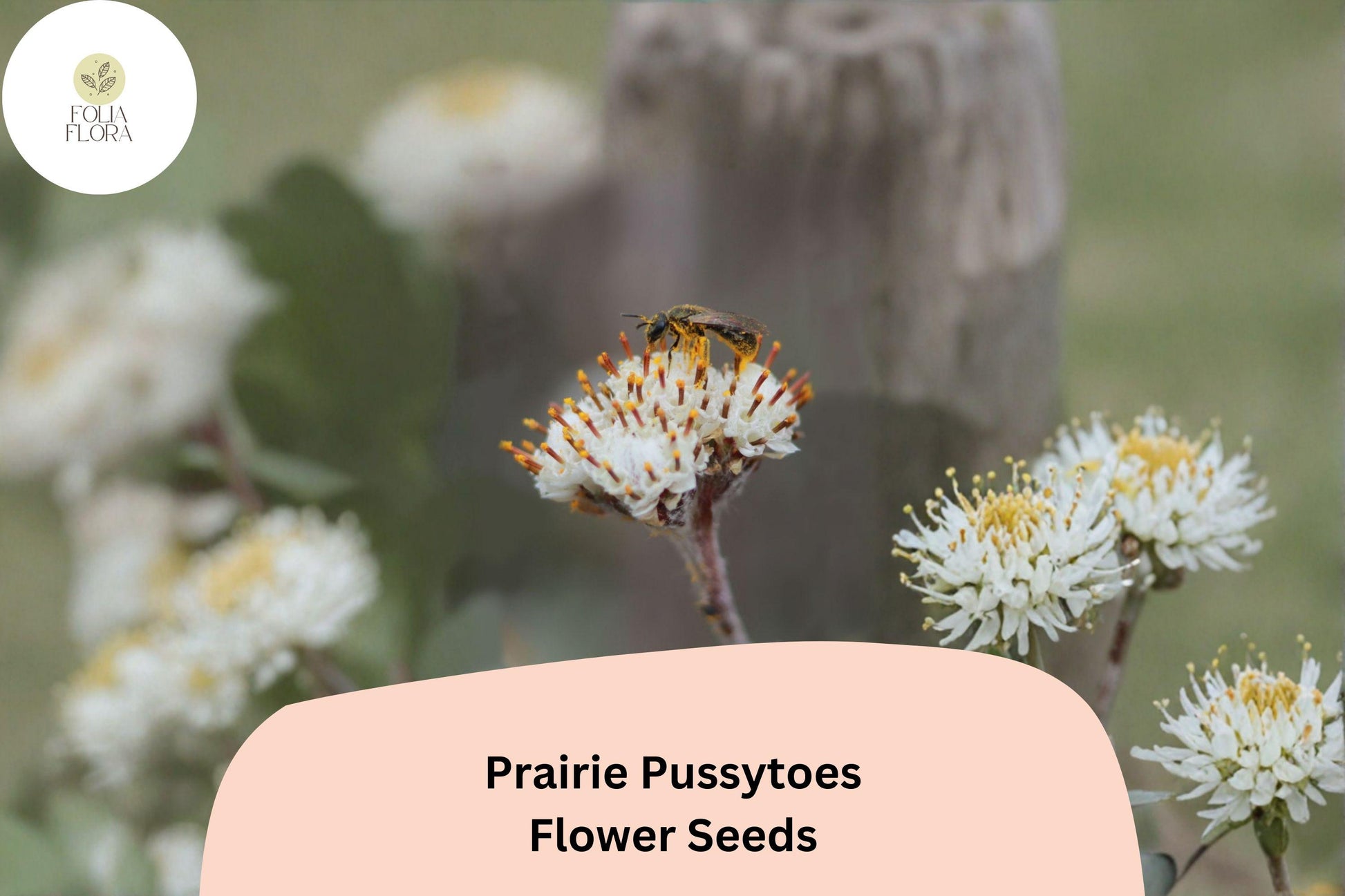 100+ Antennaria neglecta Seeds | Prairie Pussytoes | Native Groundcover Wildflower | Low-Maintenance Perennial for Meadows