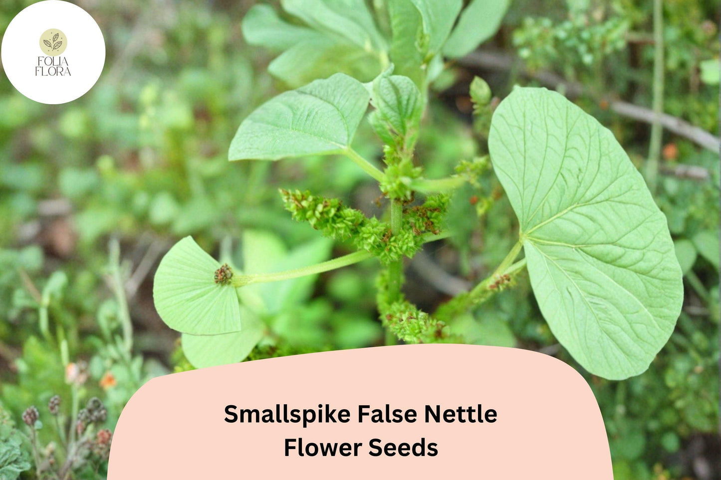 100+ Boehmeria cylindrica Seeds | Smallspike False Nettle | Native Wetland Perennial for Shade & Rain Gardens