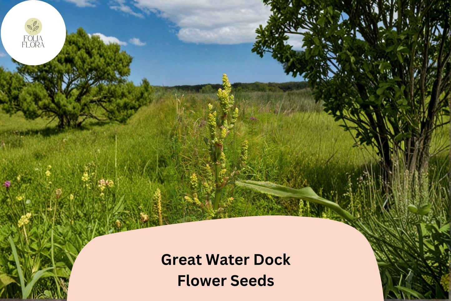 Great Water Dock Seeds | 100 Heirloom Perennial Seeds | Rumex orbiculatus | Hardy Wetland Plant for Rain Gardens & Ponds