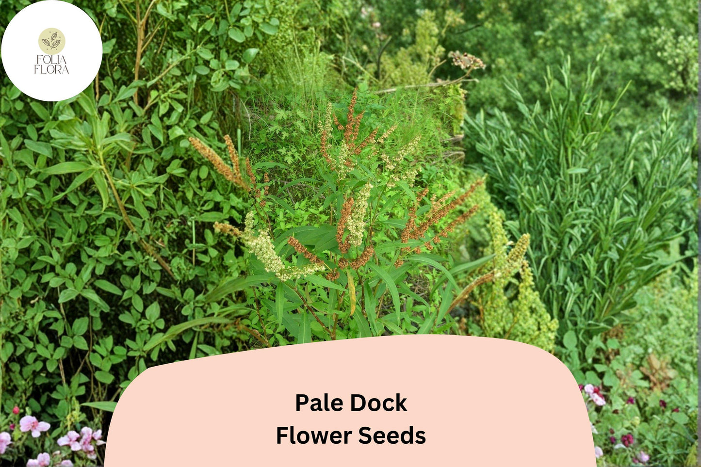 Rumex altissimus Seeds | 100 Pale Dock Wildflower Seeds | Native Perennial for Meadows & Gardens | Tall Upright Growth