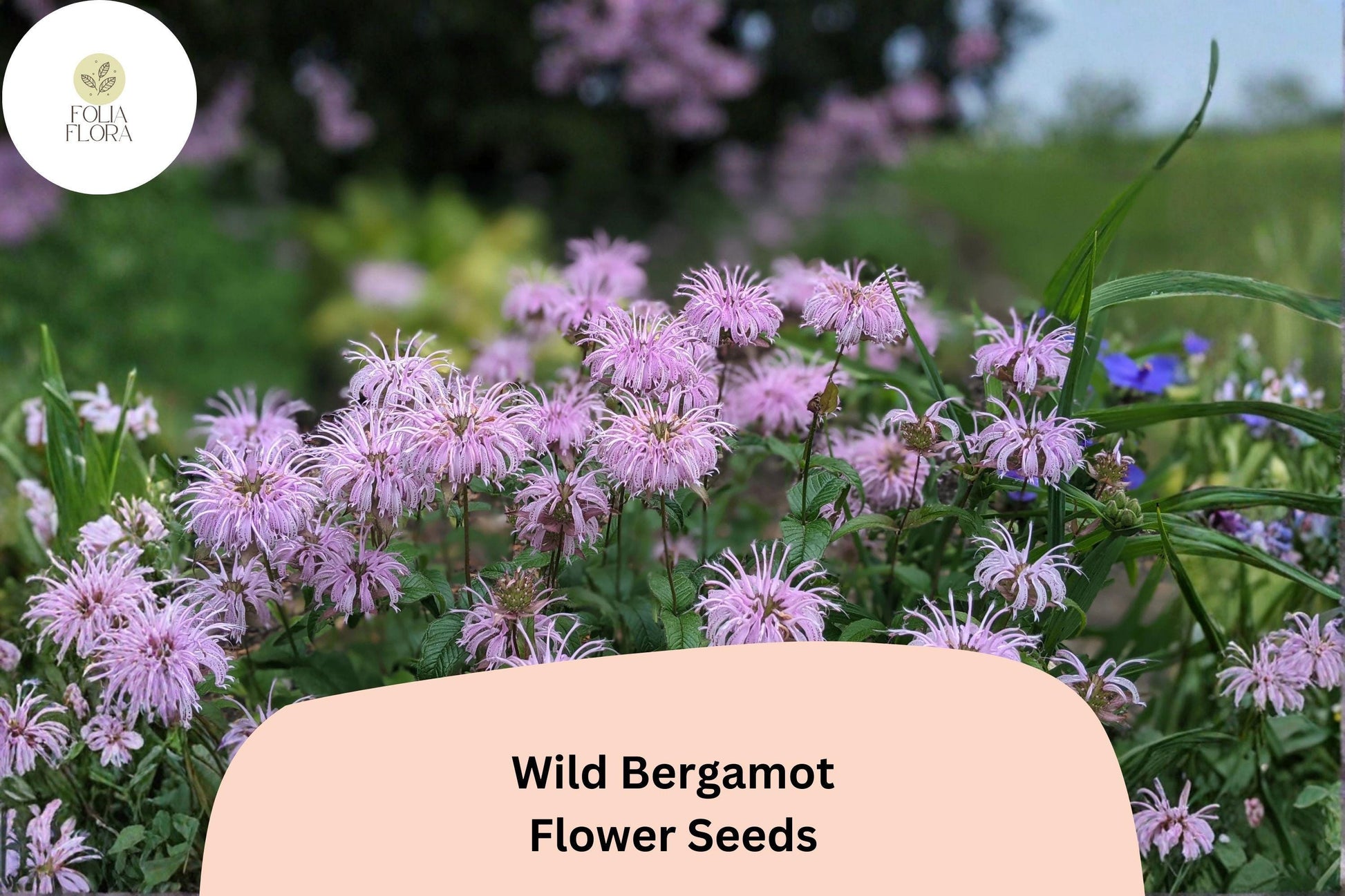 Wild Bergamot Seeds - 100 Native Perennial Seeds, Lavender Flower Clusters, Monarda fistulosa for Pollinator Gardens
