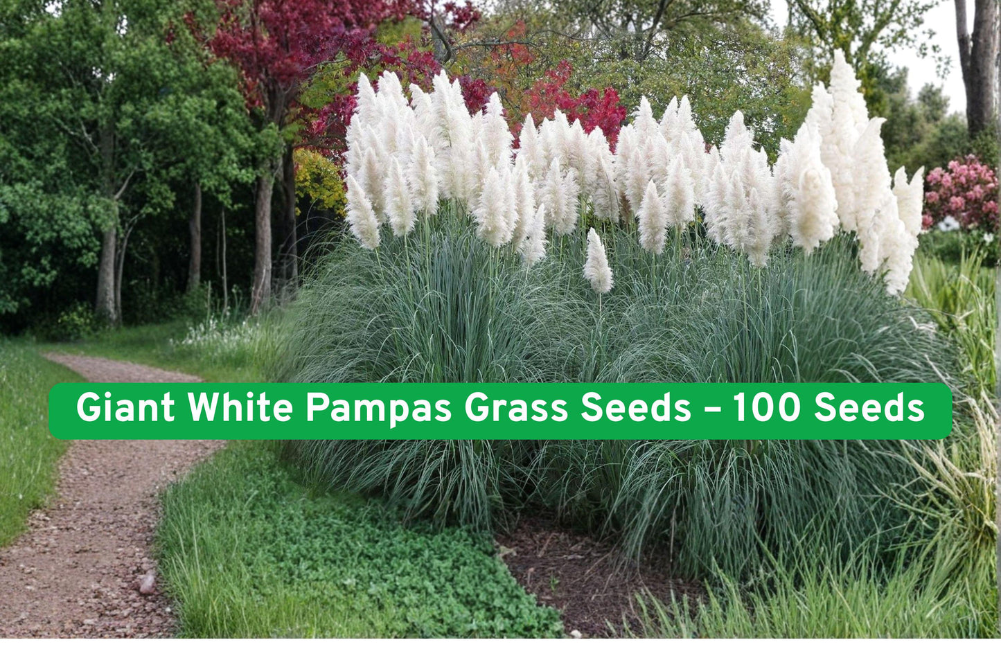 Giant White Pampas Grass Seeds - 100+ Seeds - Ornamental Grass - Cortaderia selloana - Elegant Landscape Focal Point