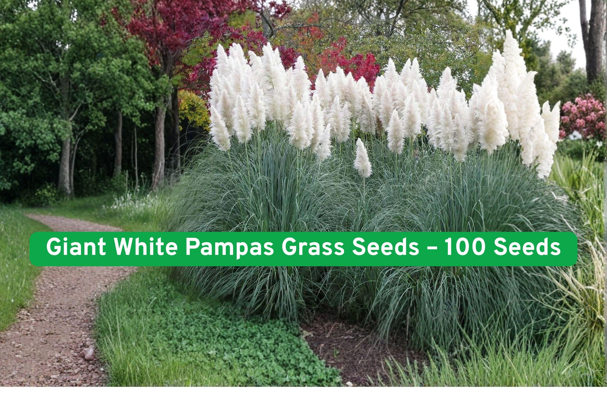 Giant White Pampas Grass Seeds - 100+ Seeds - Ornamental Grass - Cortaderia selloana - Elegant Landscape Focal Point