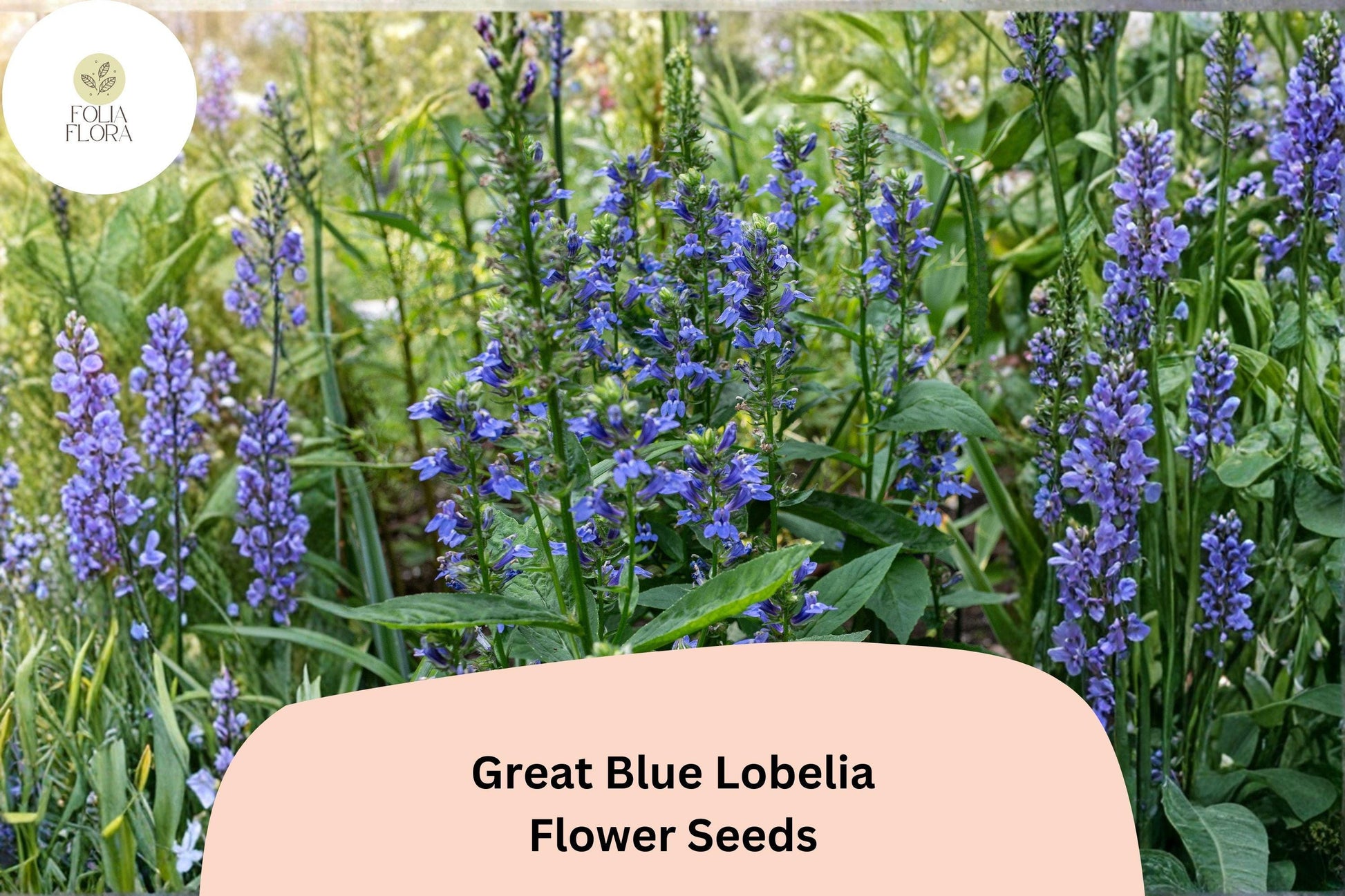 Lobelia Seeds | 500 Pack Great Blue Lobelia Blue Flowers | Lobelia siphilitica | Native Perennial for Rain Gardens