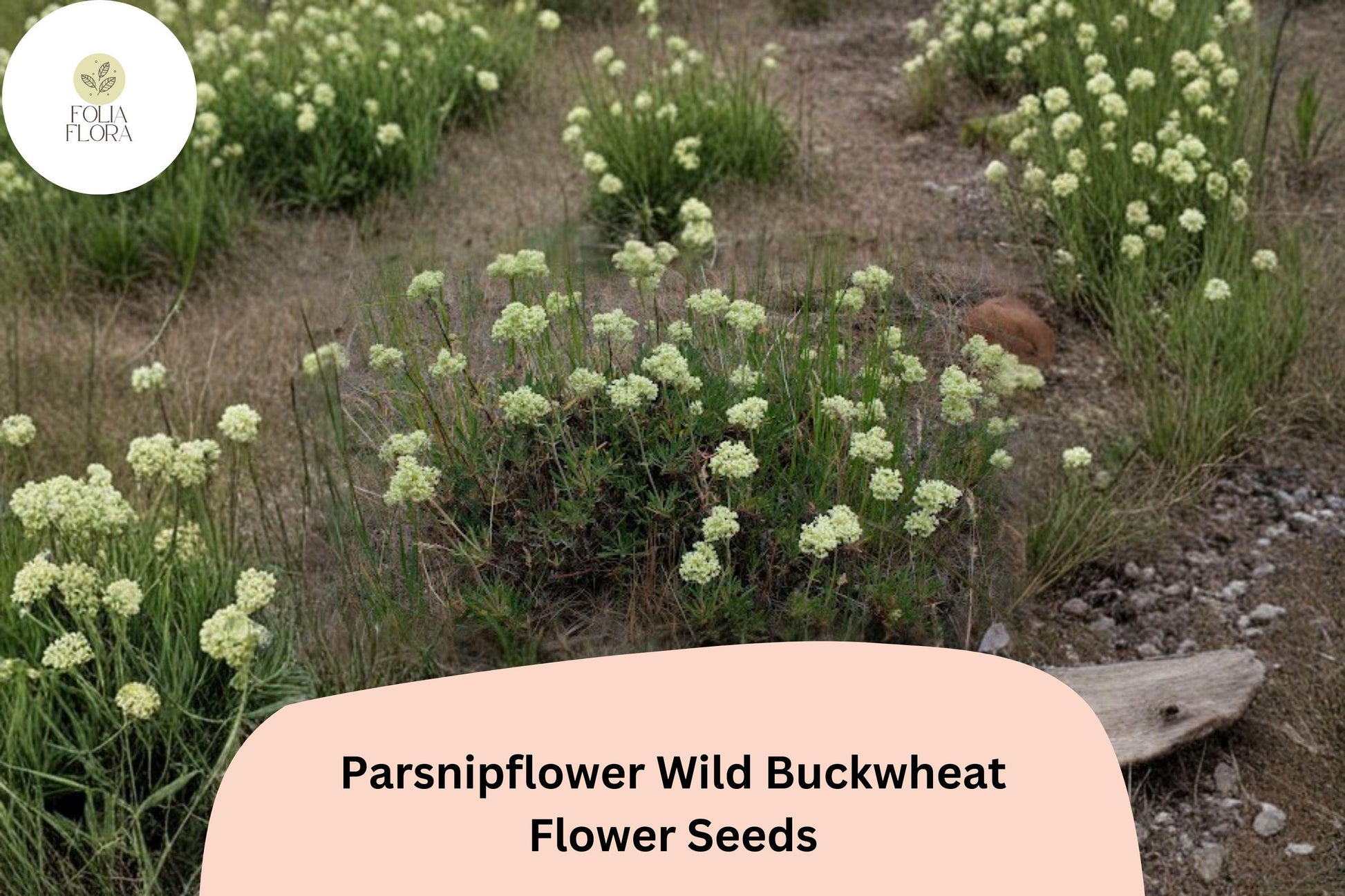 Eriogonum heracleoides Seeds | Parsnipflower Wild Buckwheat | Native Creamy White Blooms | 50 Untreated Seeds