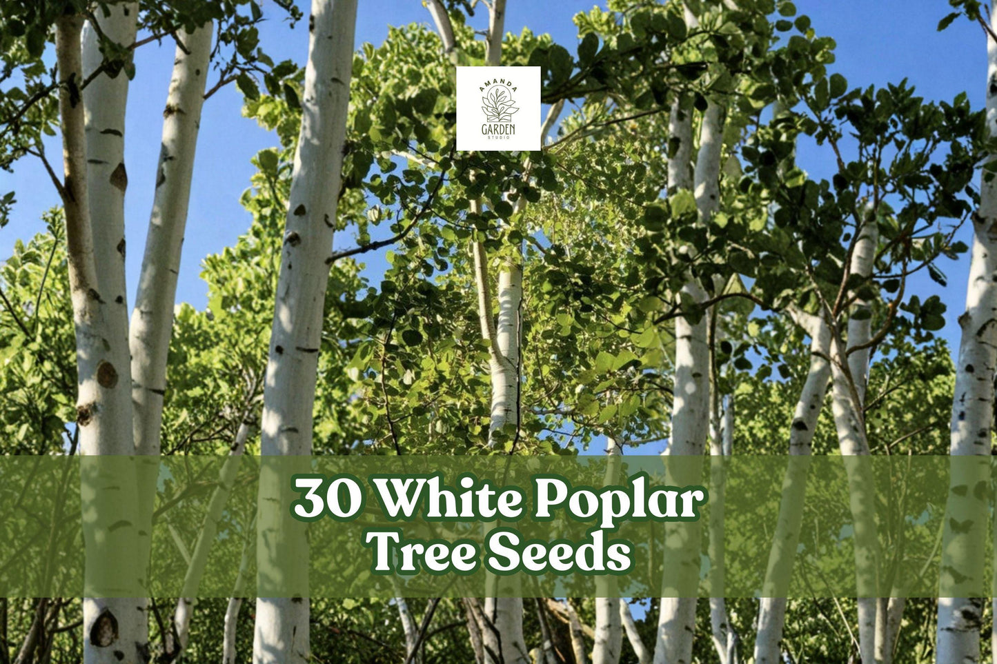 30 White Poplar Tree Seeds | Fast-Growing Ornamental Shade Tree | Populus alba | Non-GMO, Hardy, Silvery-White Leaves