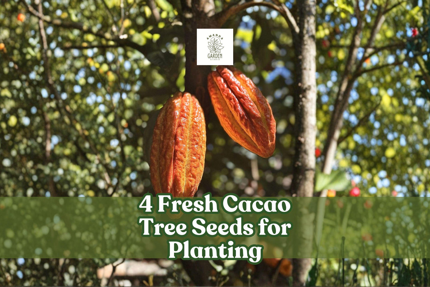 Cacao Tree Seeds - 4 Fresh Wet Seeds for Planting, Rare Tropical Fruit, Theobroma cacao