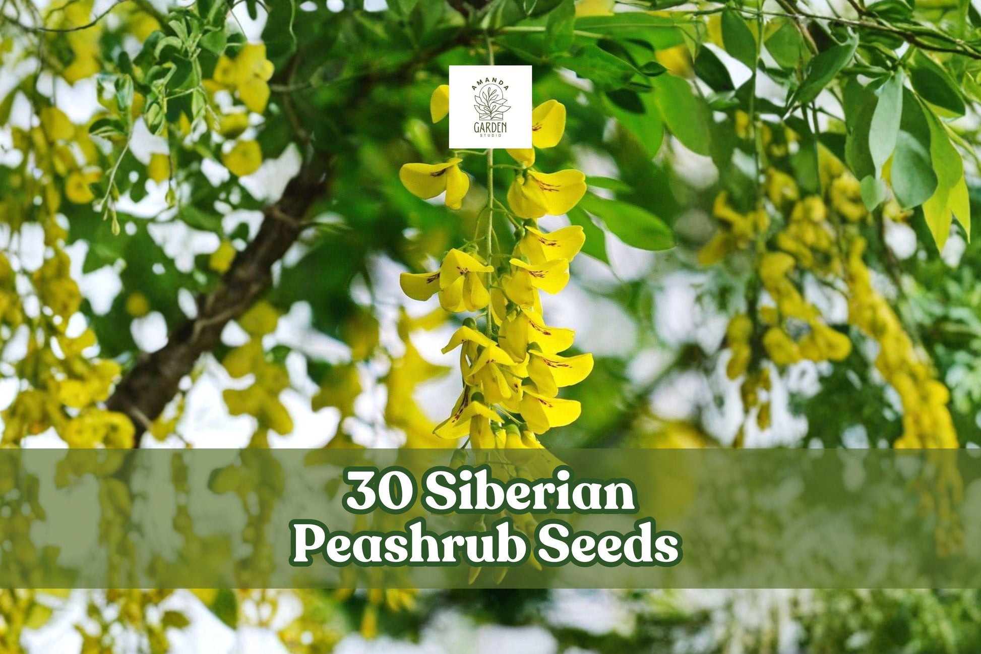 Siberian Peashrub Seeds - 30 Pack - Caragana arborescens - Hardy Flowering Shrub - Yellow Blooms for Gardens & Landscapes