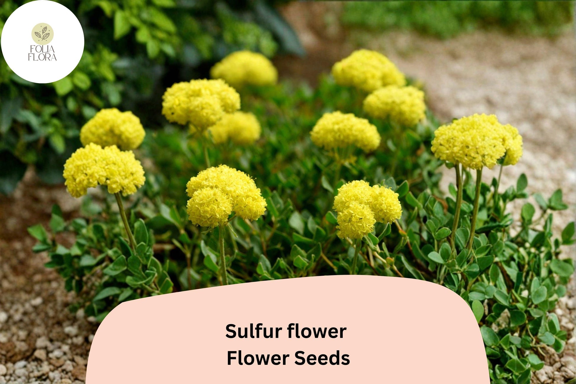 Eriogonum umbellatum Seeds | Sulfurflower Wild Buckwheat | Yellow Blooms | 100 Untreated Seeds for Low-Water Gardens